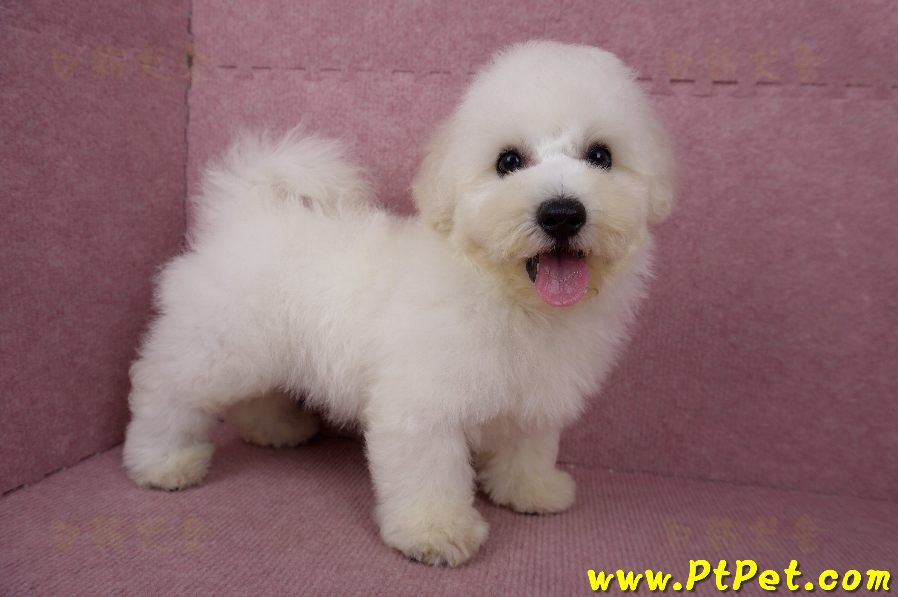 05/20比熊犬公幼犬(新北林口)