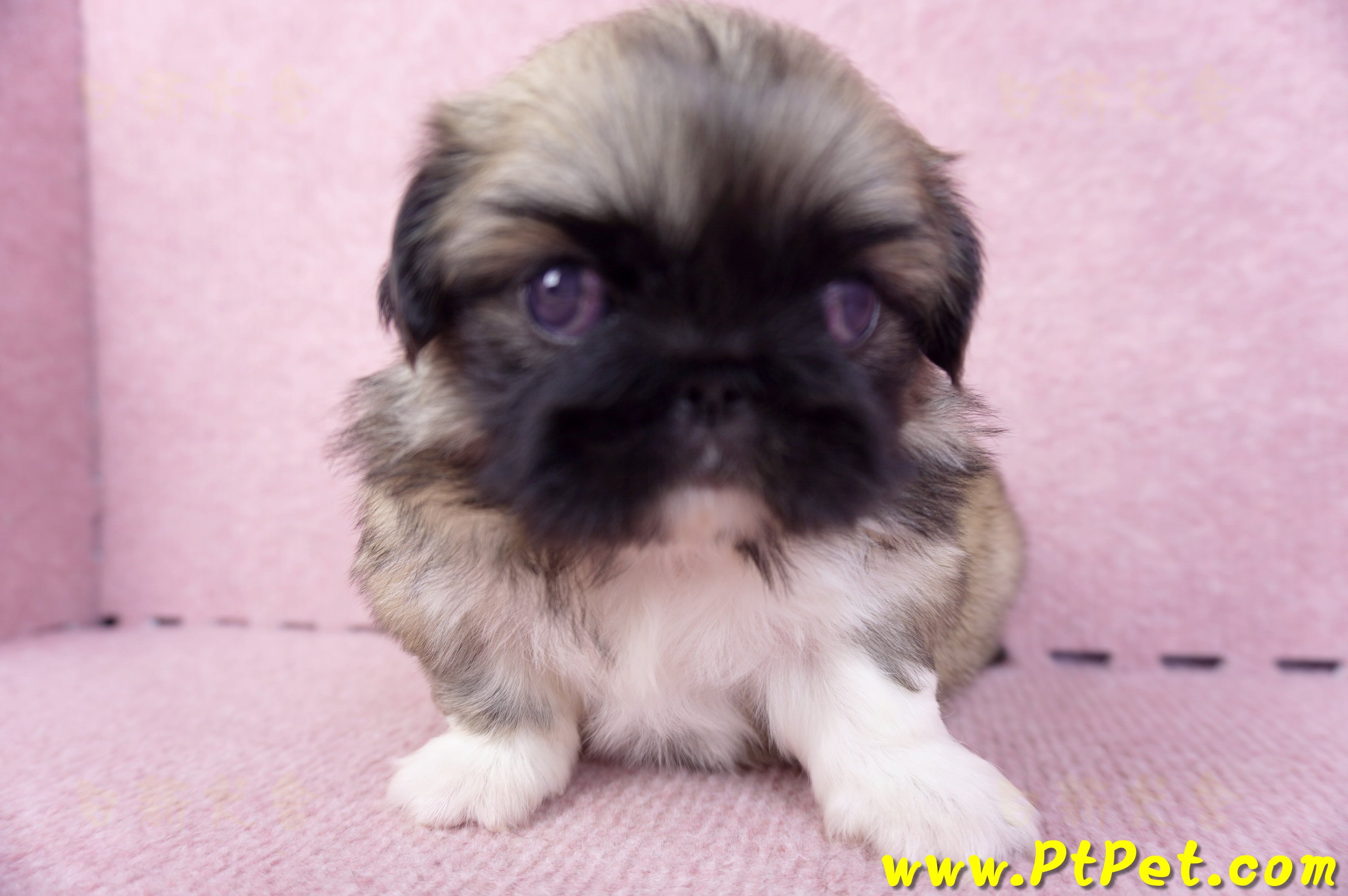 10/31松色北京狗母幼犬(新北三重)