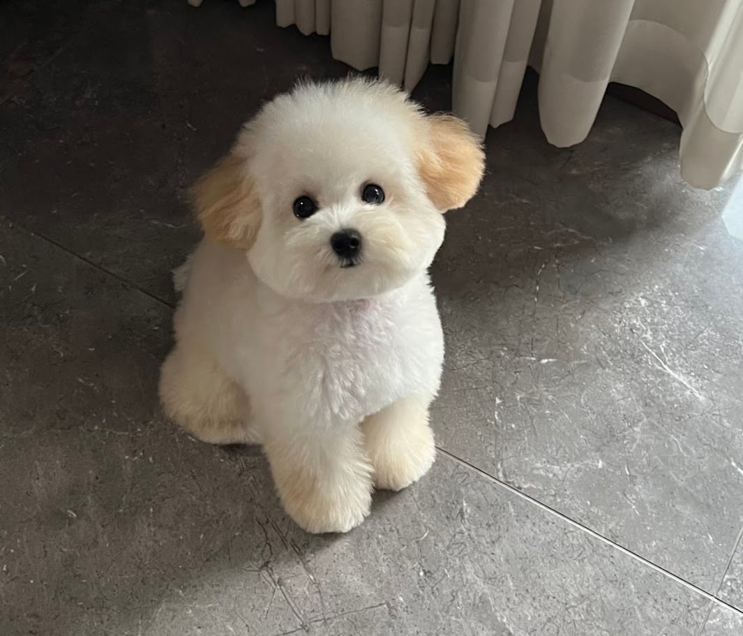 泰迪比熊(泰迪熊)介紹