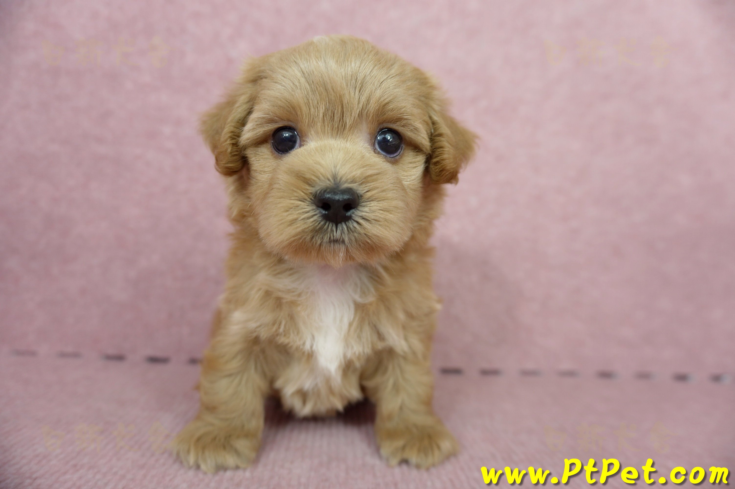 05/05奶油色馬爾泰迪公幼犬4號(屏東市)