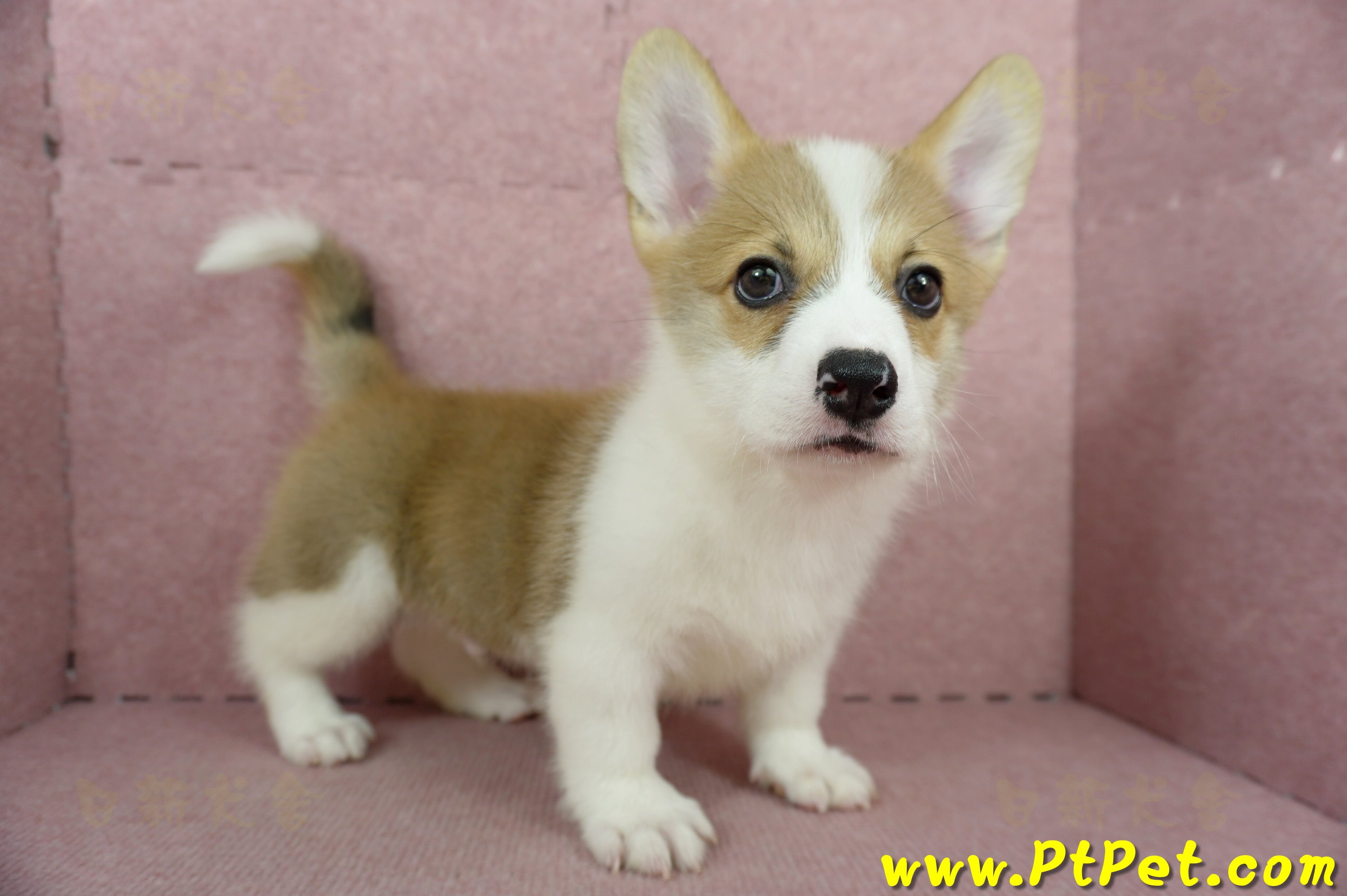 04/13雙色柯基犬公幼犬2號(桃園中壢)