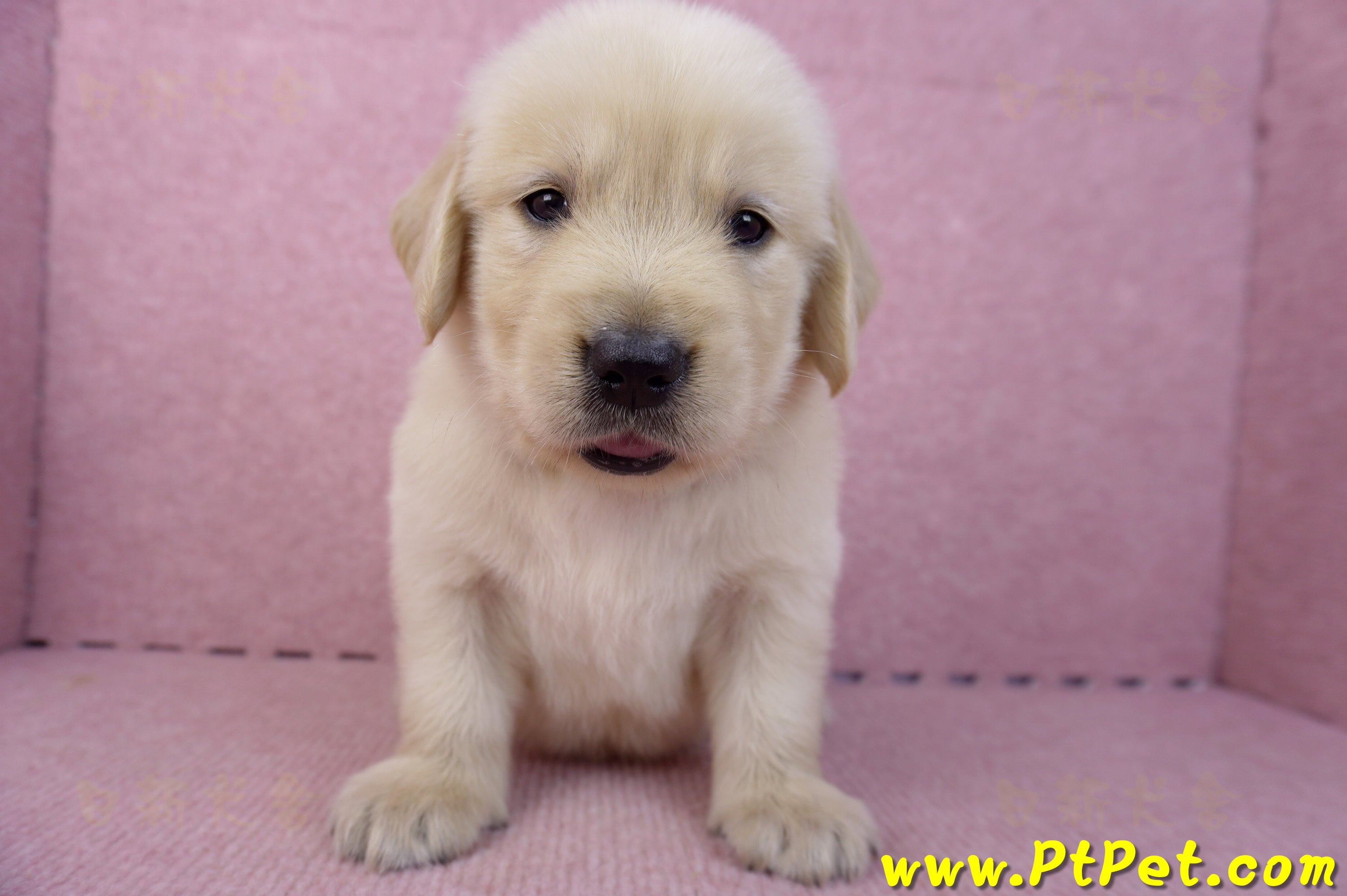 07/18黃金獵犬公幼犬6號(桃園平鎮)