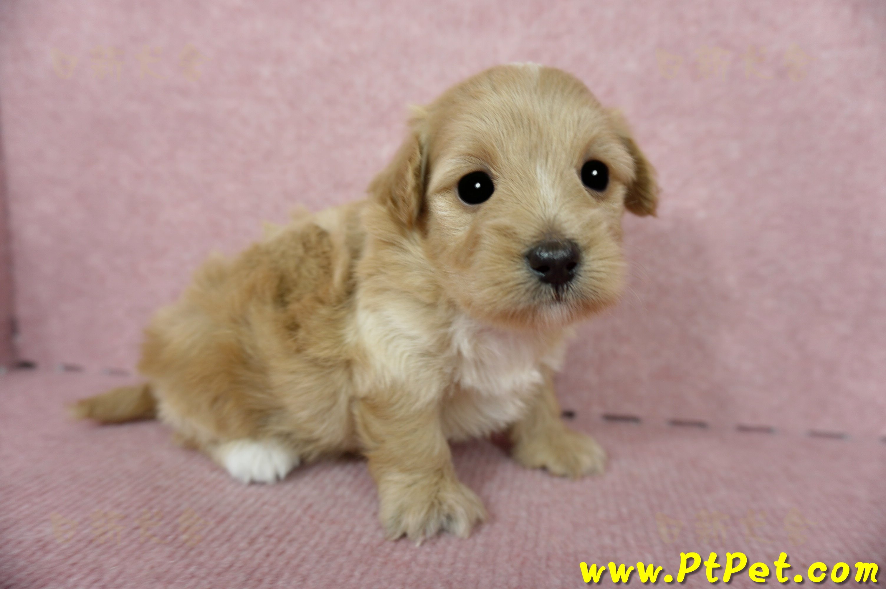 05/05奶油色馬爾泰迪母幼犬1號(新北三重)