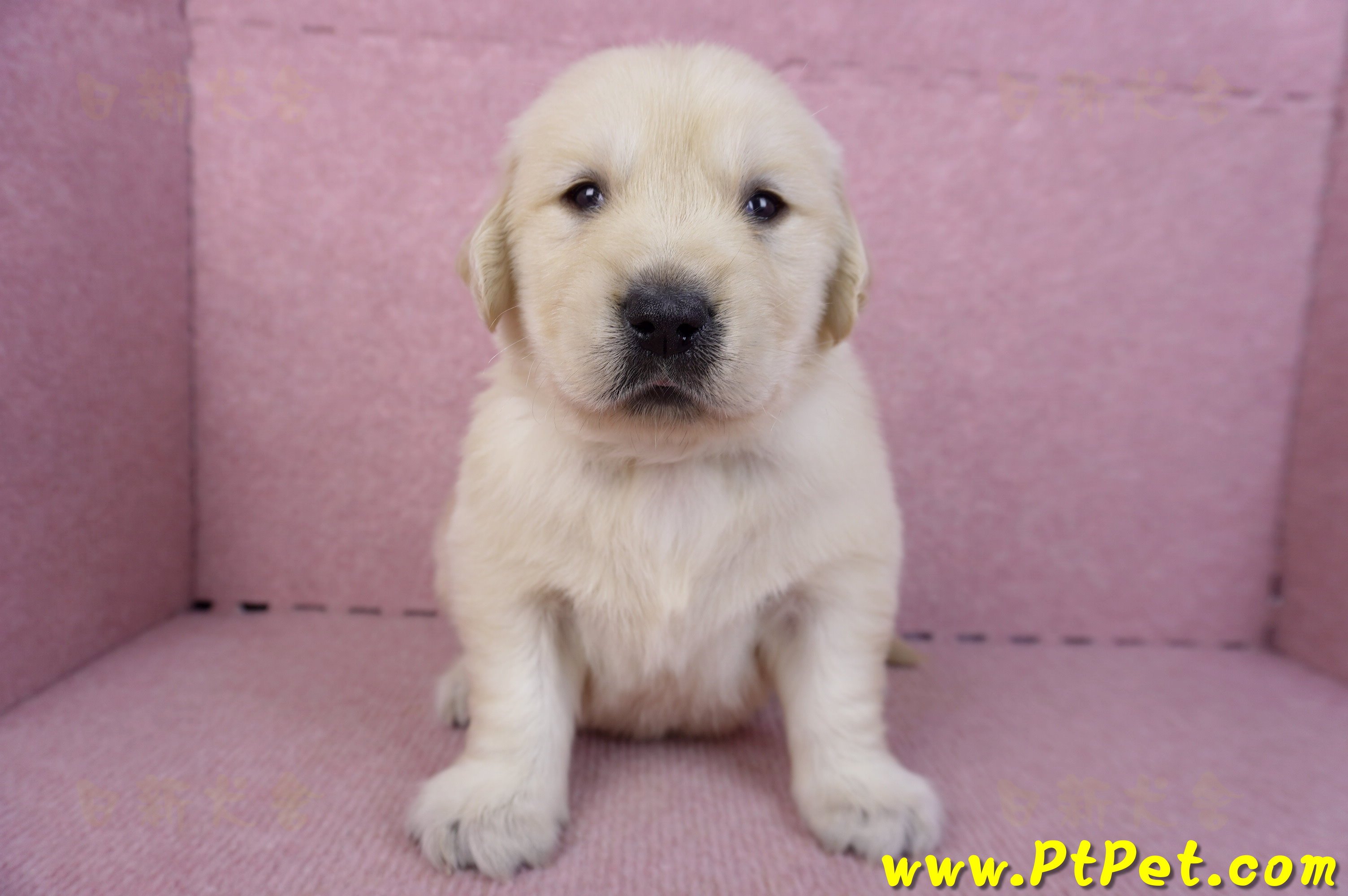 11/14黃金獵犬公幼犬2號(新北三重)