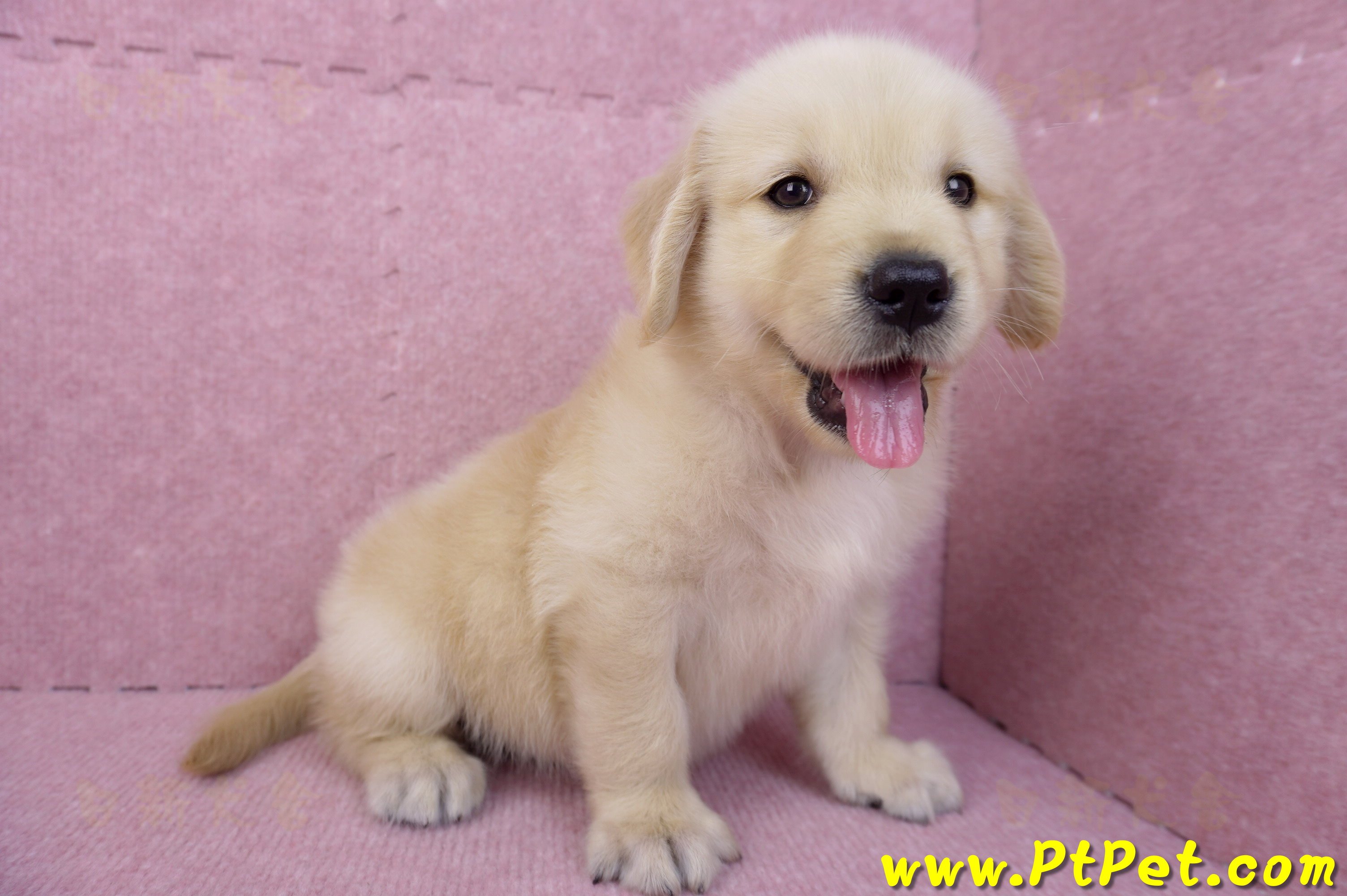 07/18黃金獵犬母幼犬(嘉義)