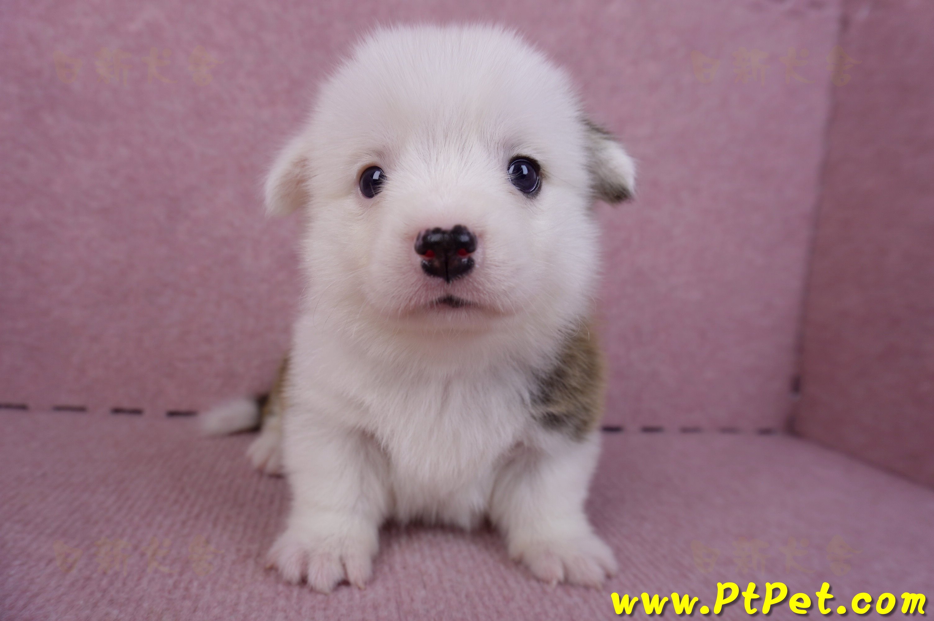 11/02雙色柯基犬公幼犬3號(高雄林園)