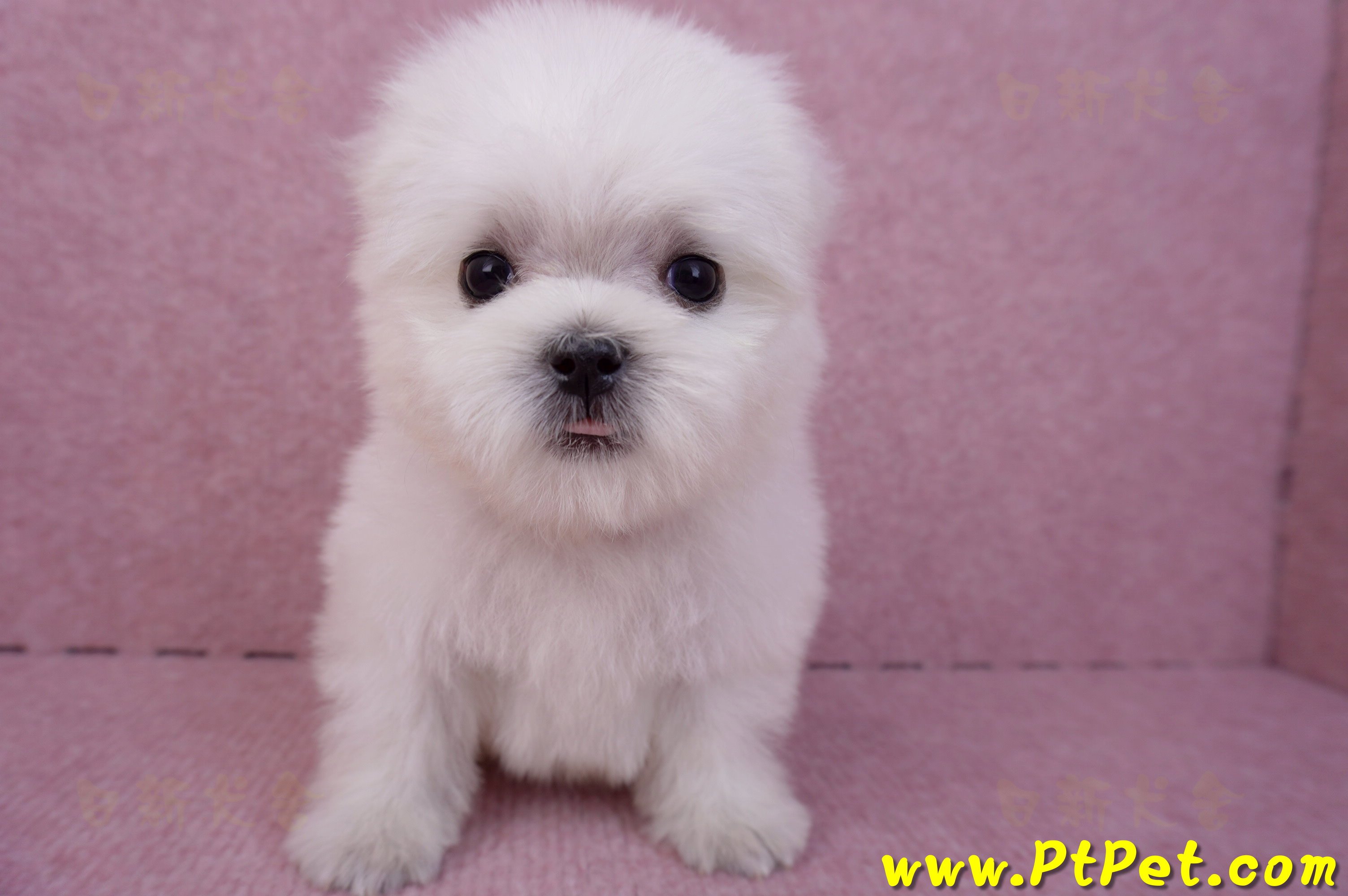 07/26迷你型馬爾濟斯 II 公幼犬1號(台北松山)