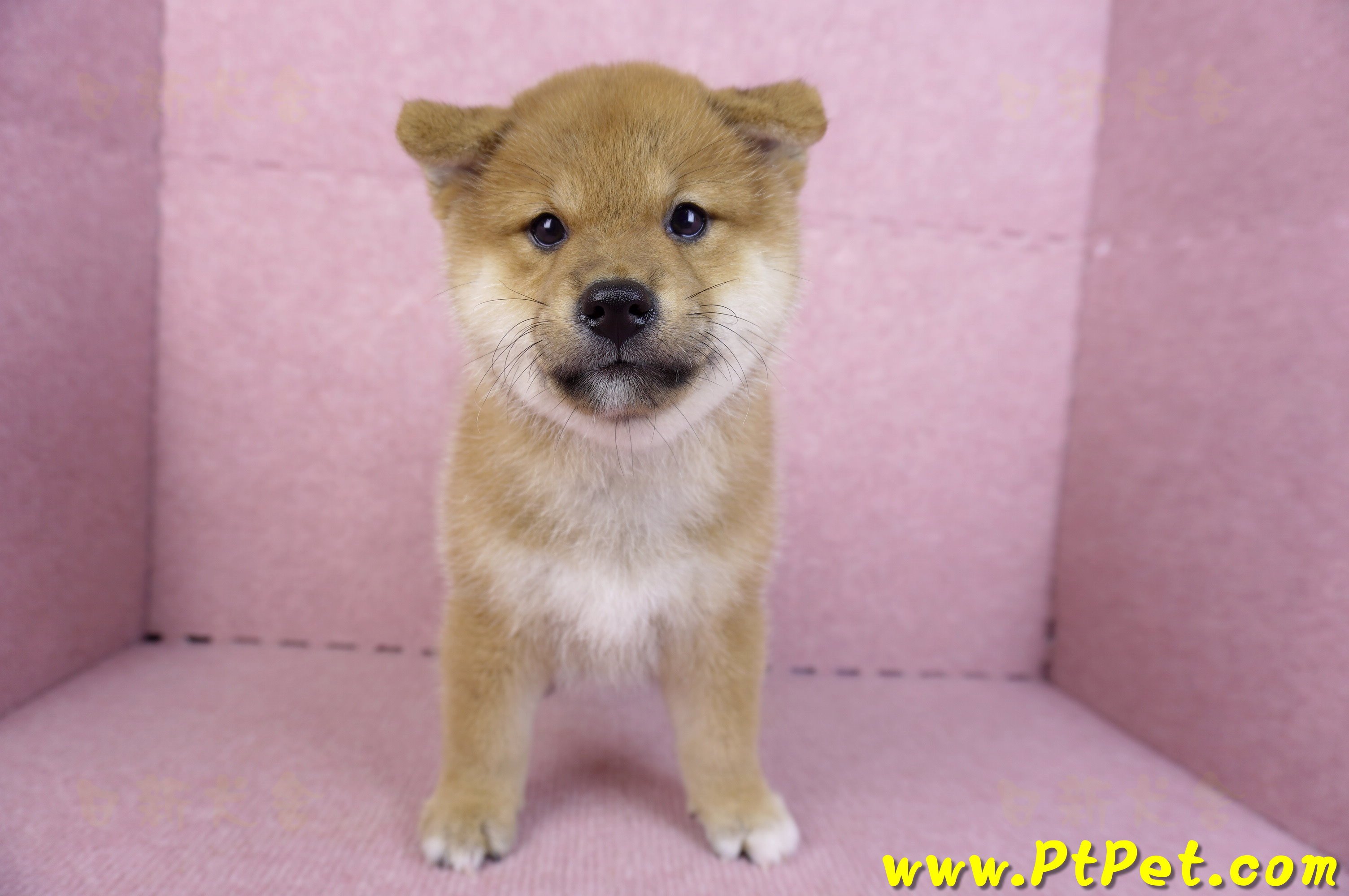 10/15赤色柴犬公幼犬(高雄前金)