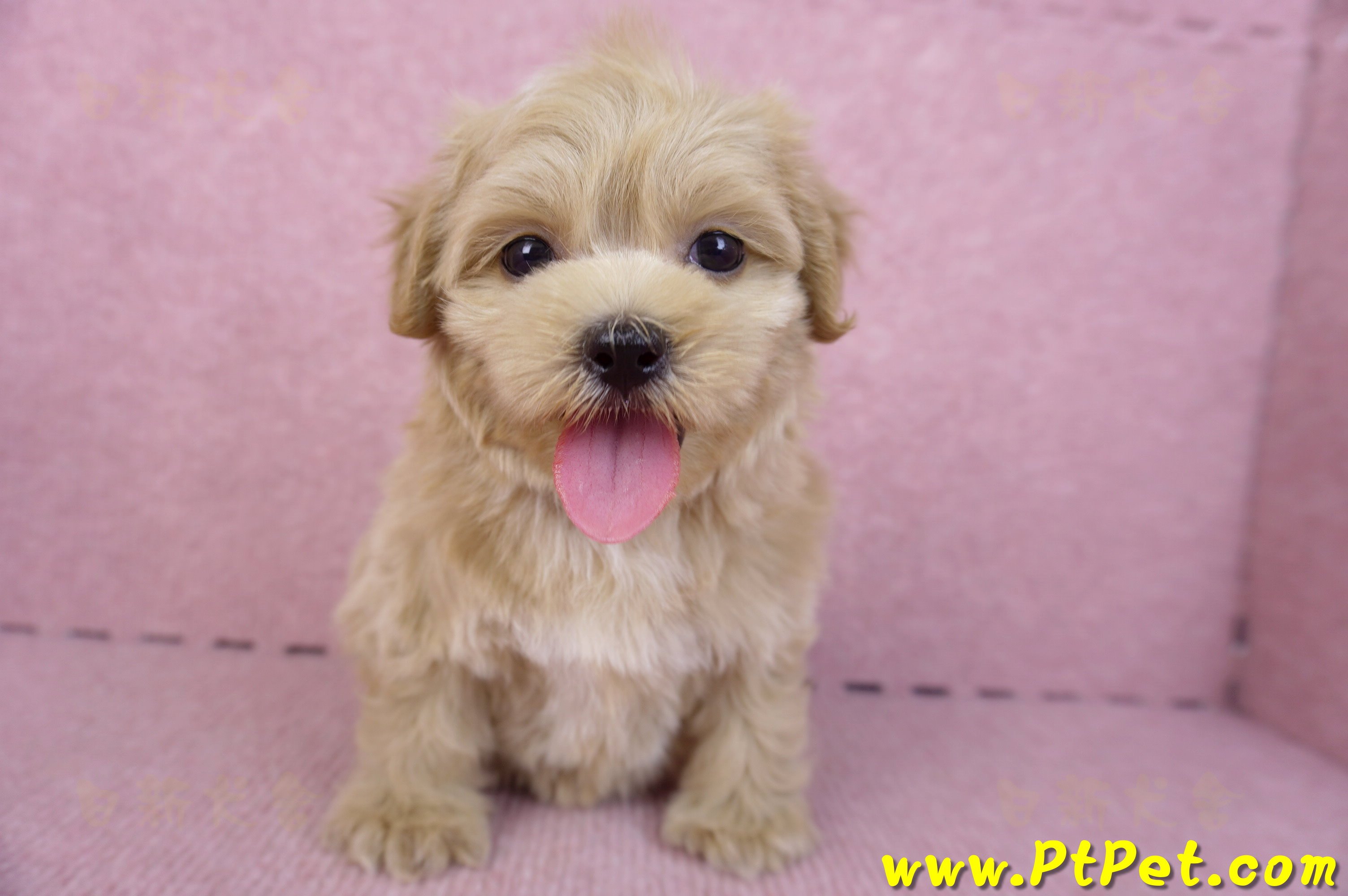 10/18馬爾泰迪母幼犬(高雄鼓山)