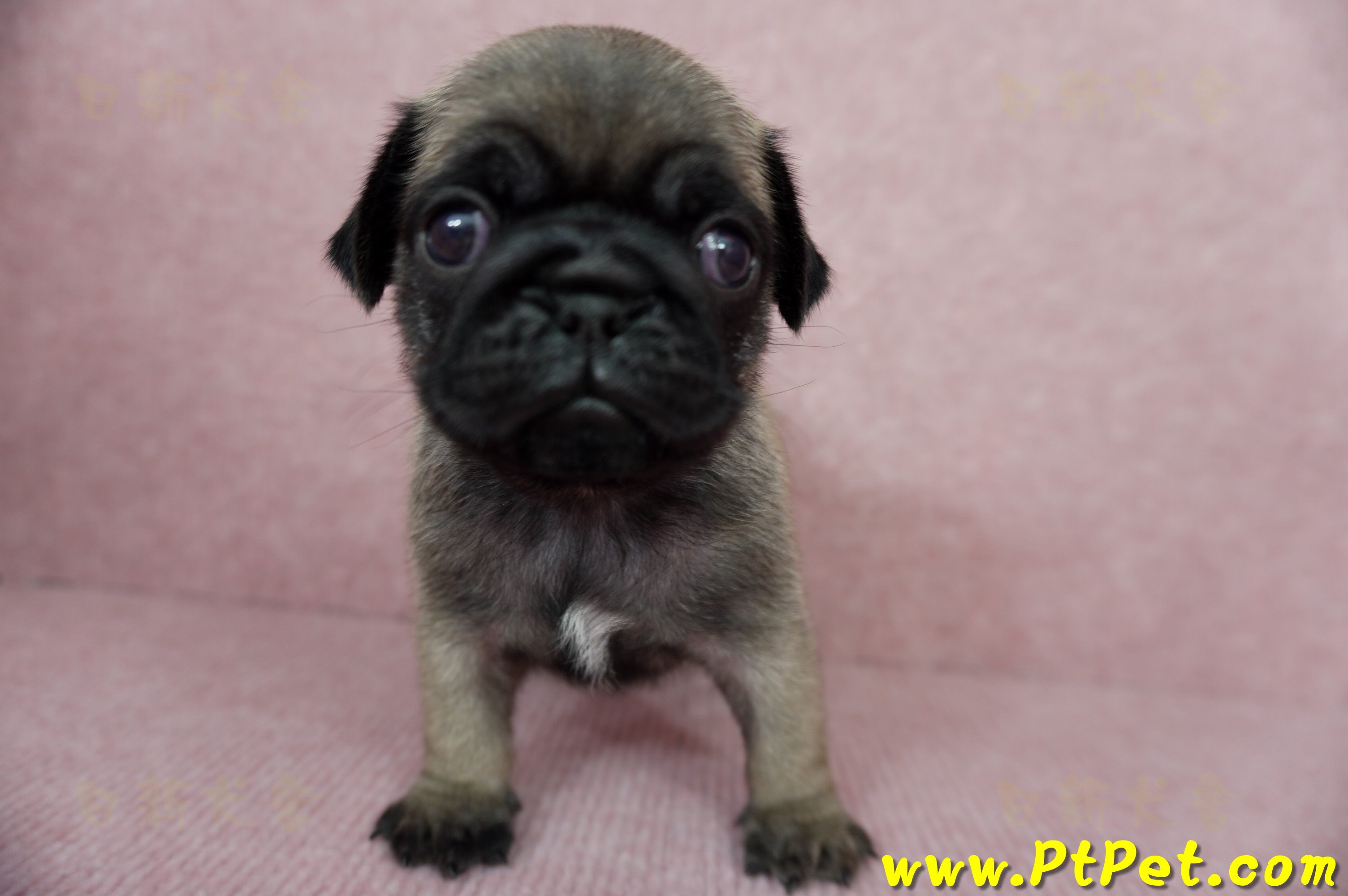 04/02巴哥公幼犬3號(台北內湖)