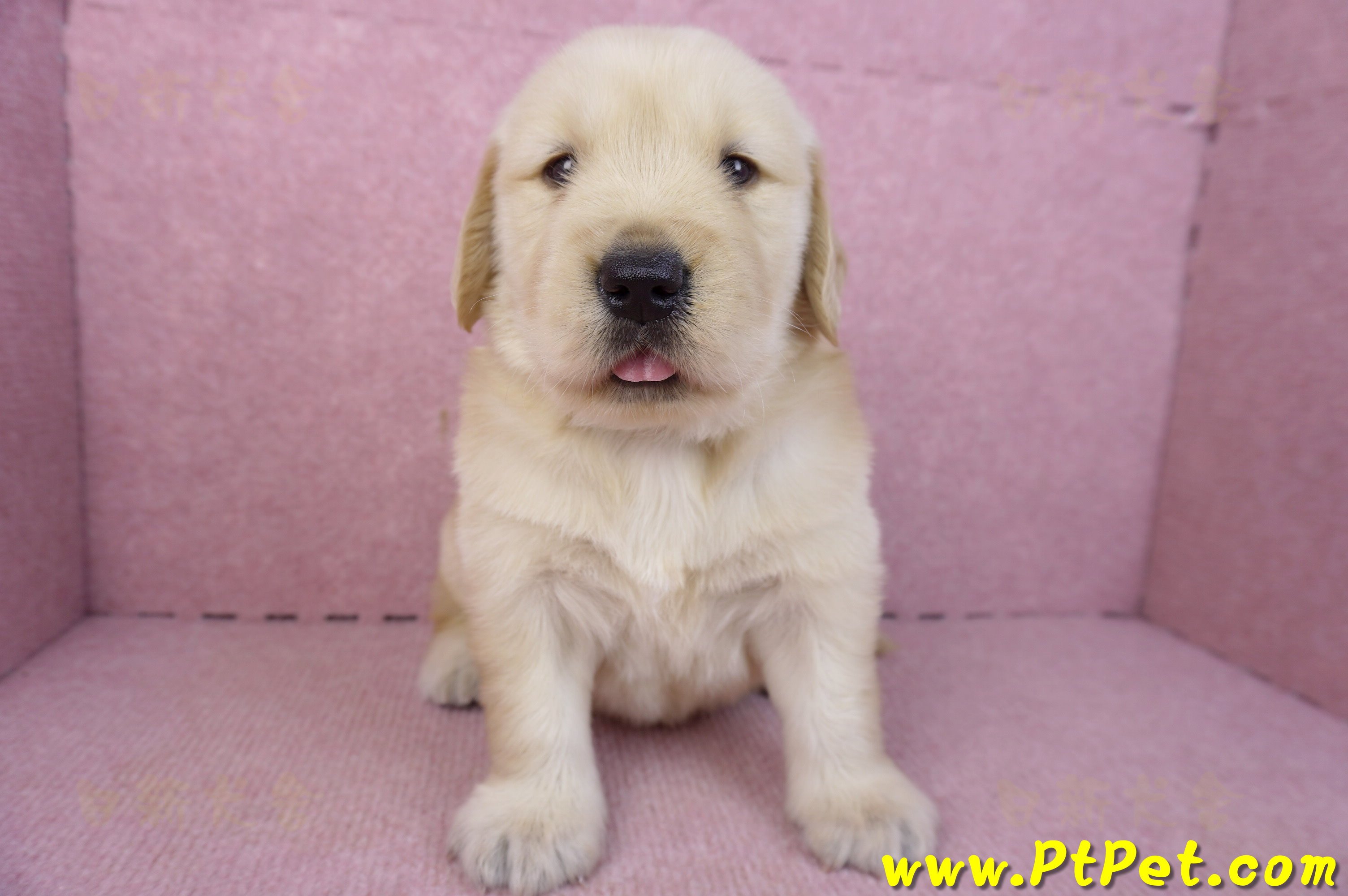 01/10黃金獵犬公幼犬1號(花蓮新城)