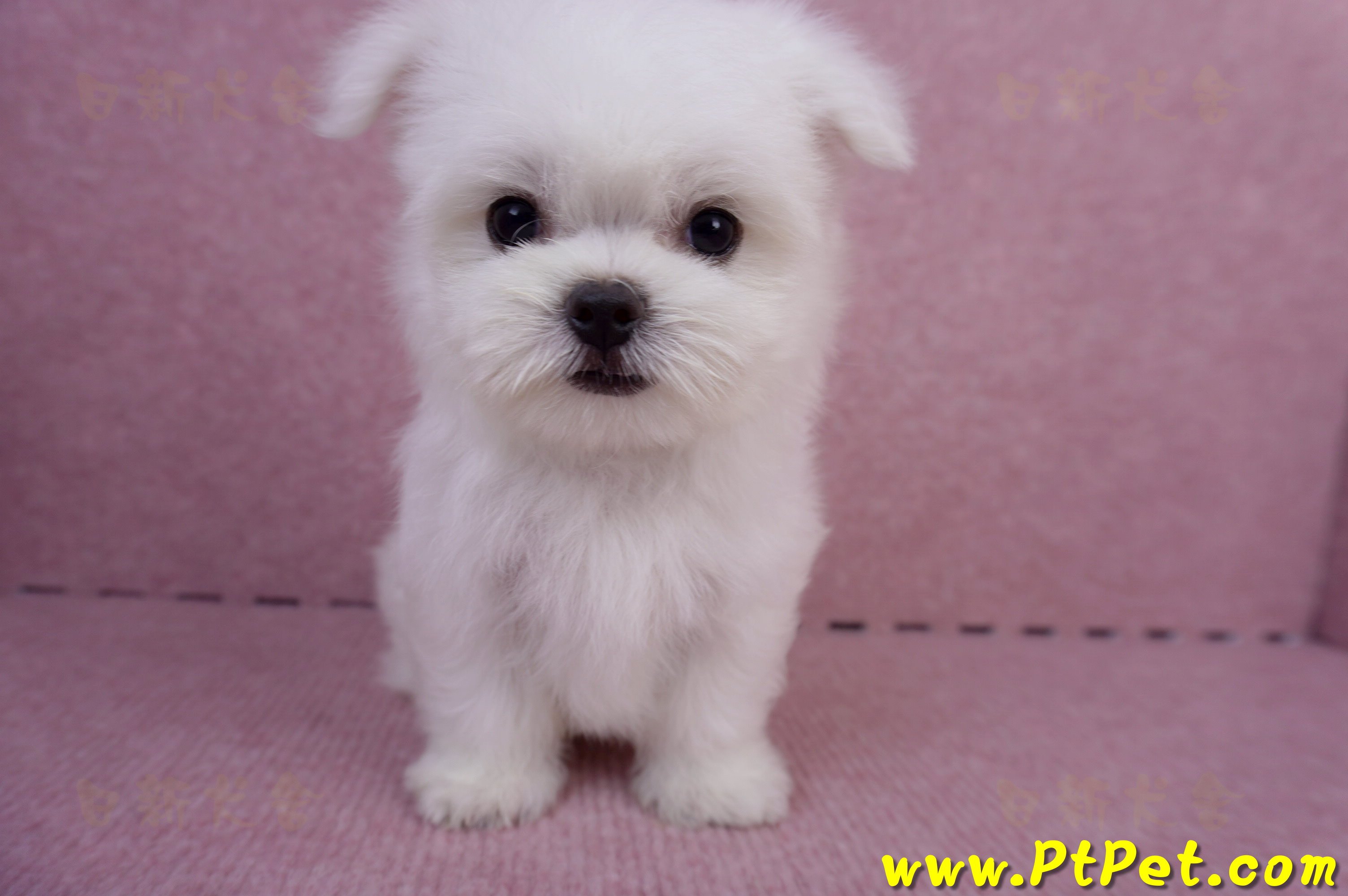 05/28迷你型馬爾濟斯公幼犬3號(台北萬華)