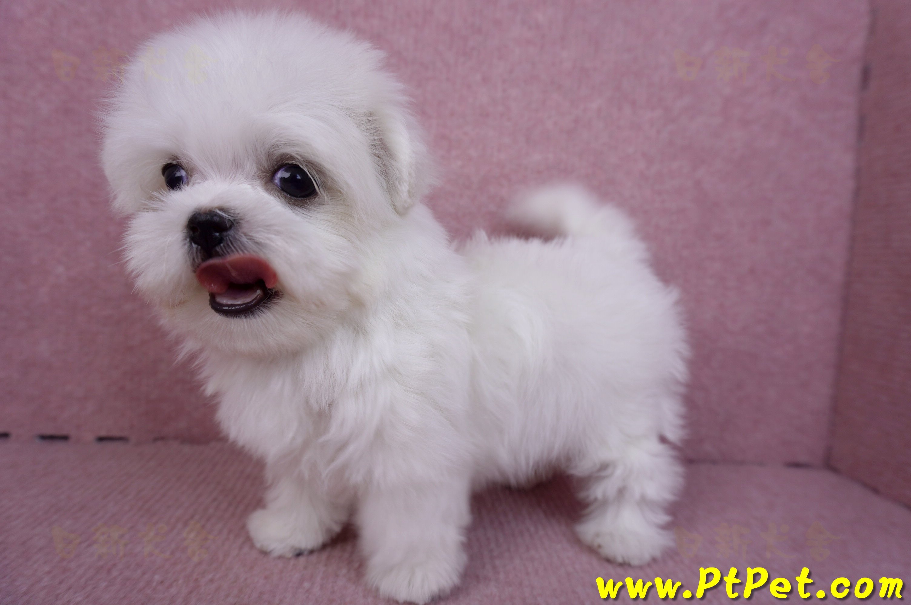 11/20茶杯型馬爾濟斯母幼犬