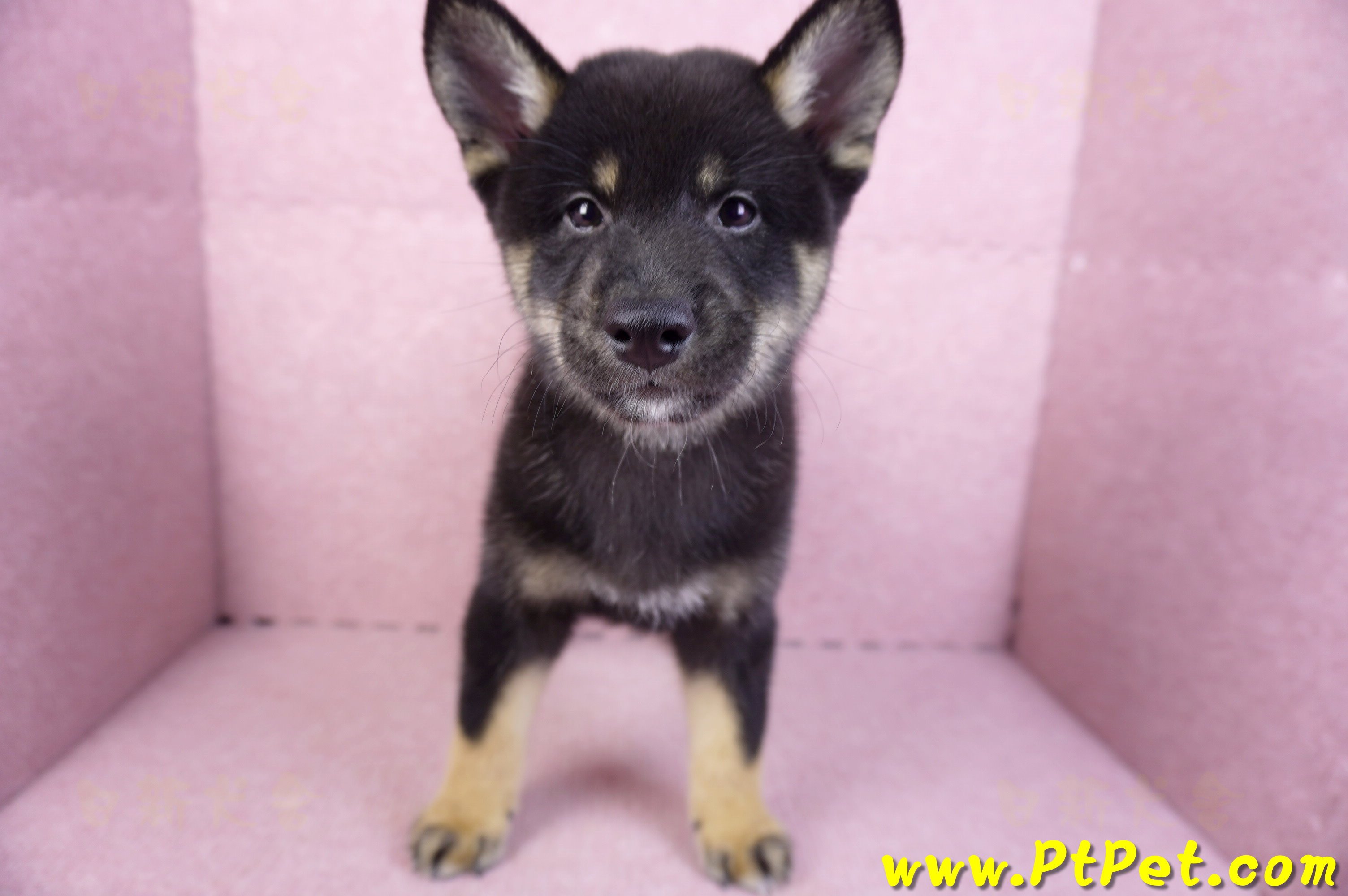 10/15黑色柴犬公幼犬(基隆七堵)