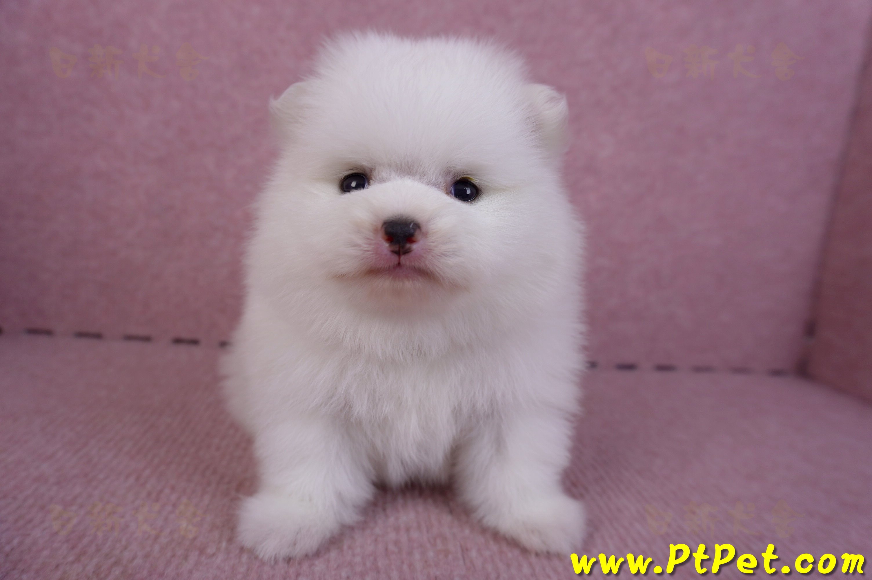 11/10松鼠白博美公幼犬(高雄大樹)