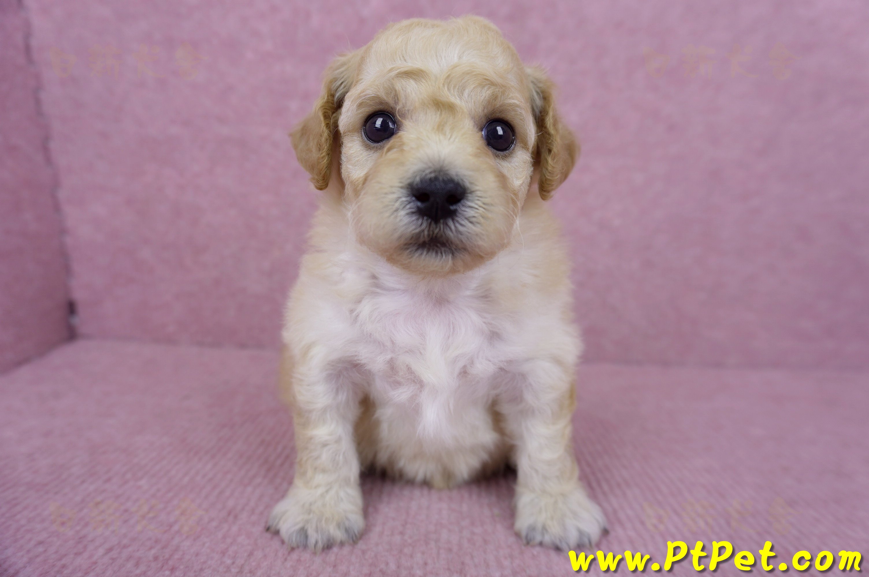 06/14泰迪比熊母幼犬(高雄楠梓)