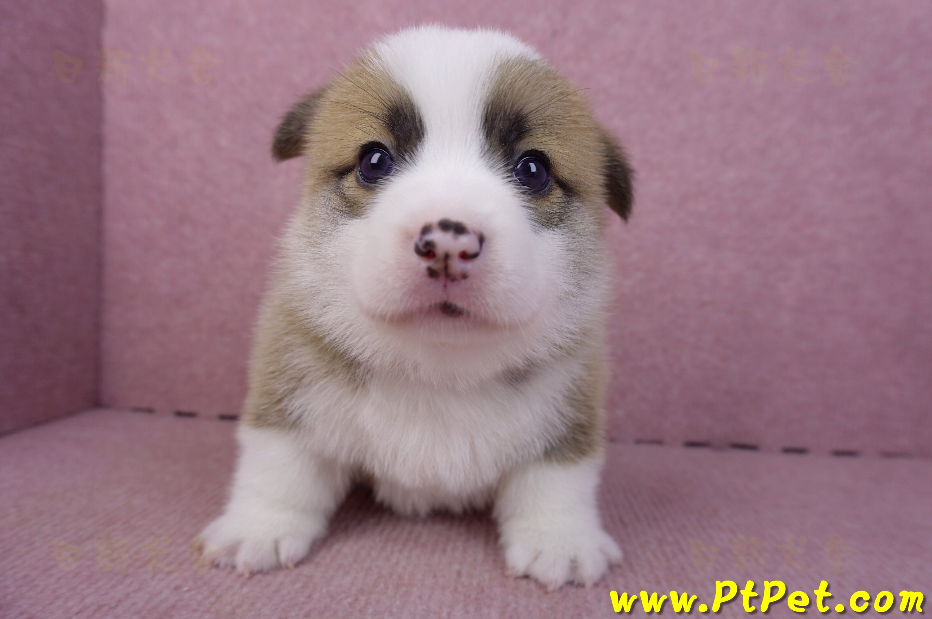 02/11雙色柯基犬公幼犬