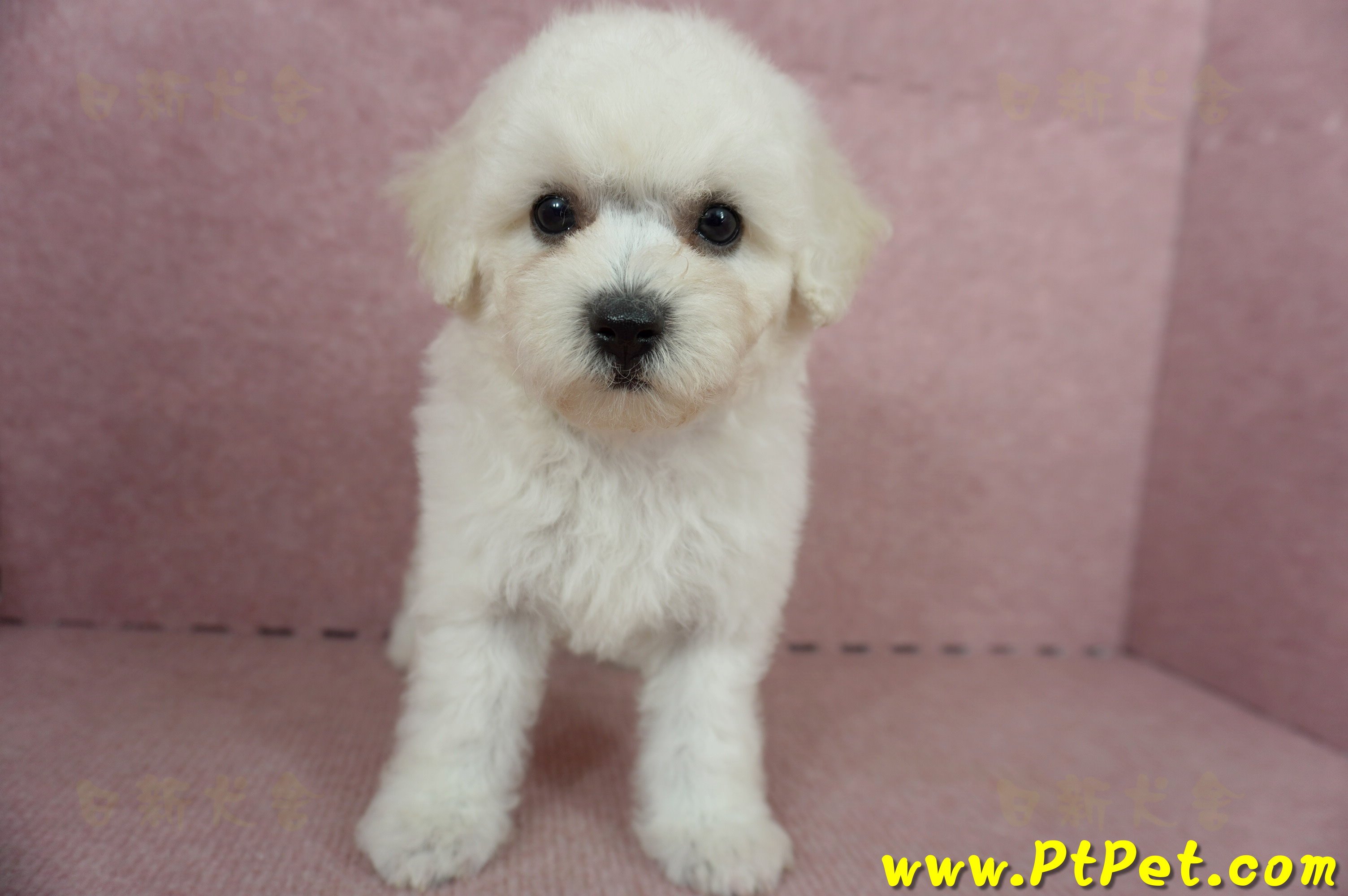 05/20比熊犬母幼犬(桃園楊梅)