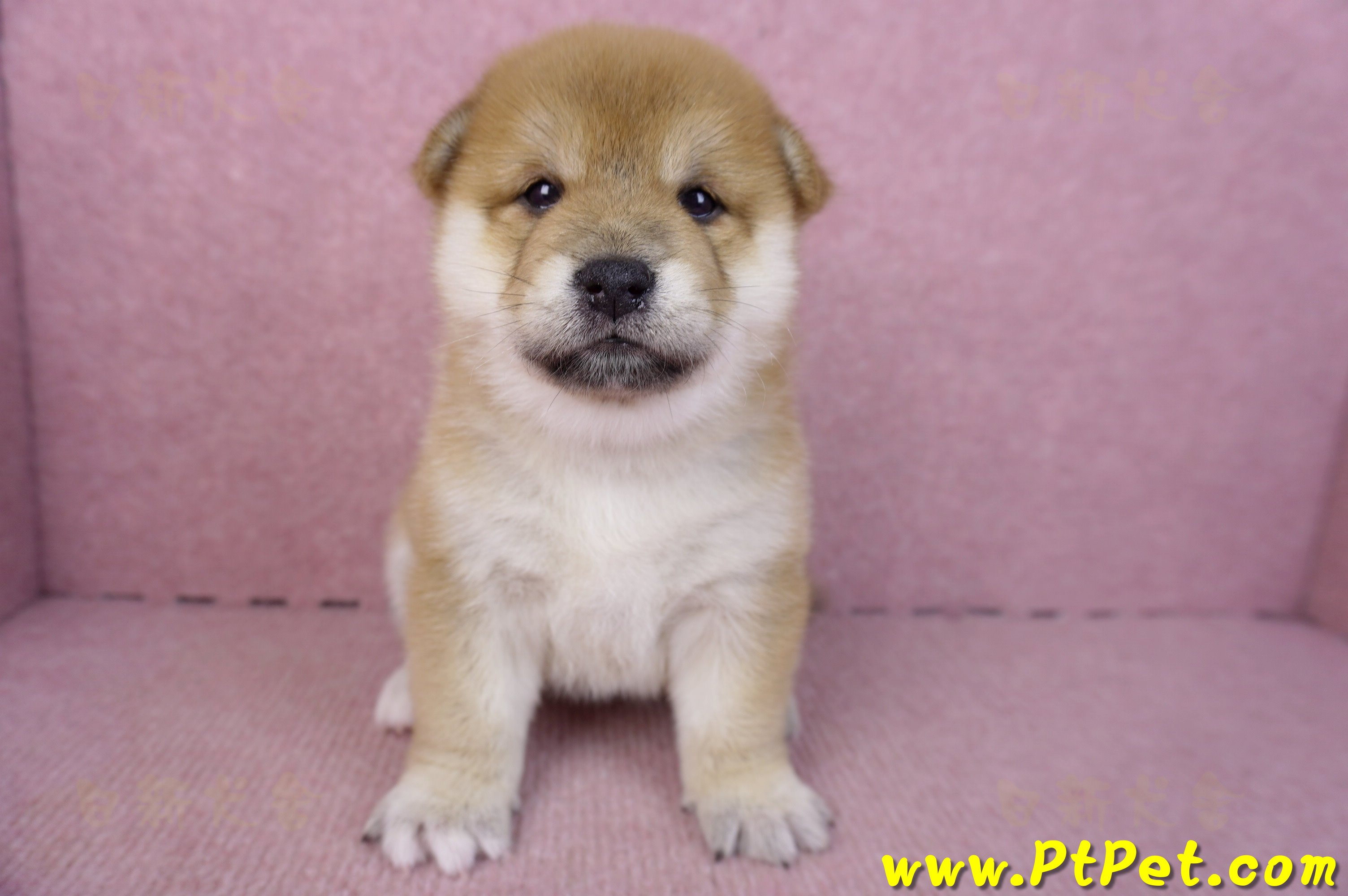 01/16赤色柴犬母幼犬2號