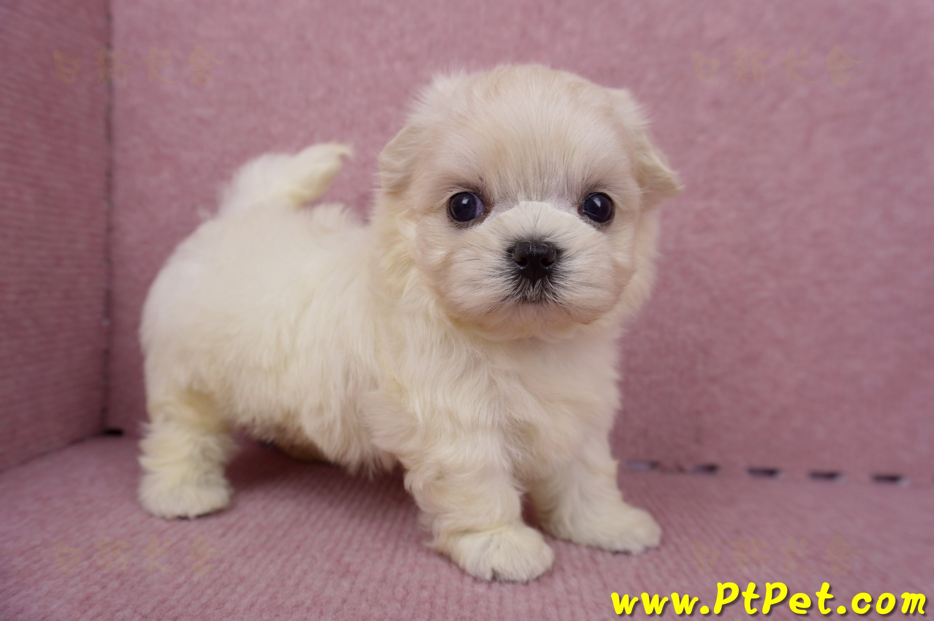 06/26迷你型馬爾濟斯 I 公幼犬1號(桃園八德)