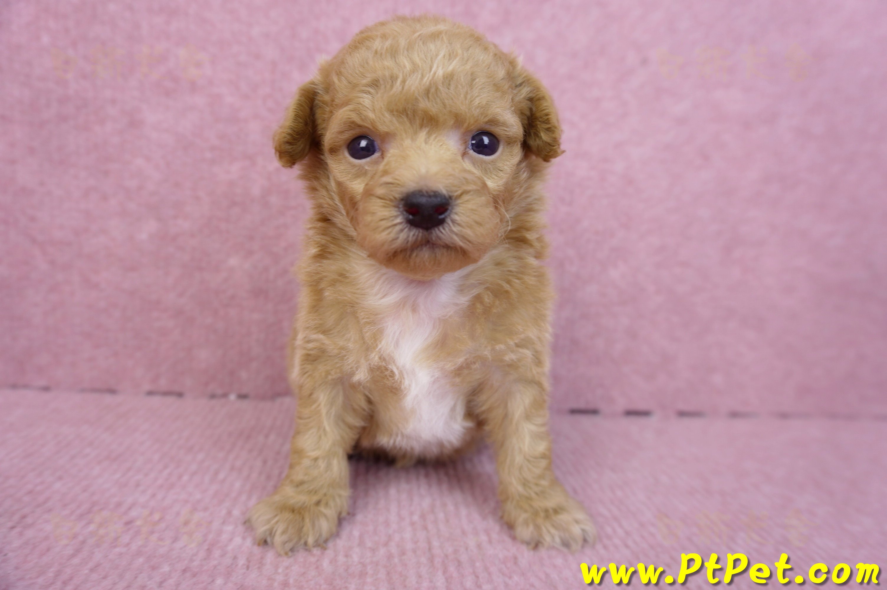 08/12泰迪比熊母幼犬4號(台北松山)