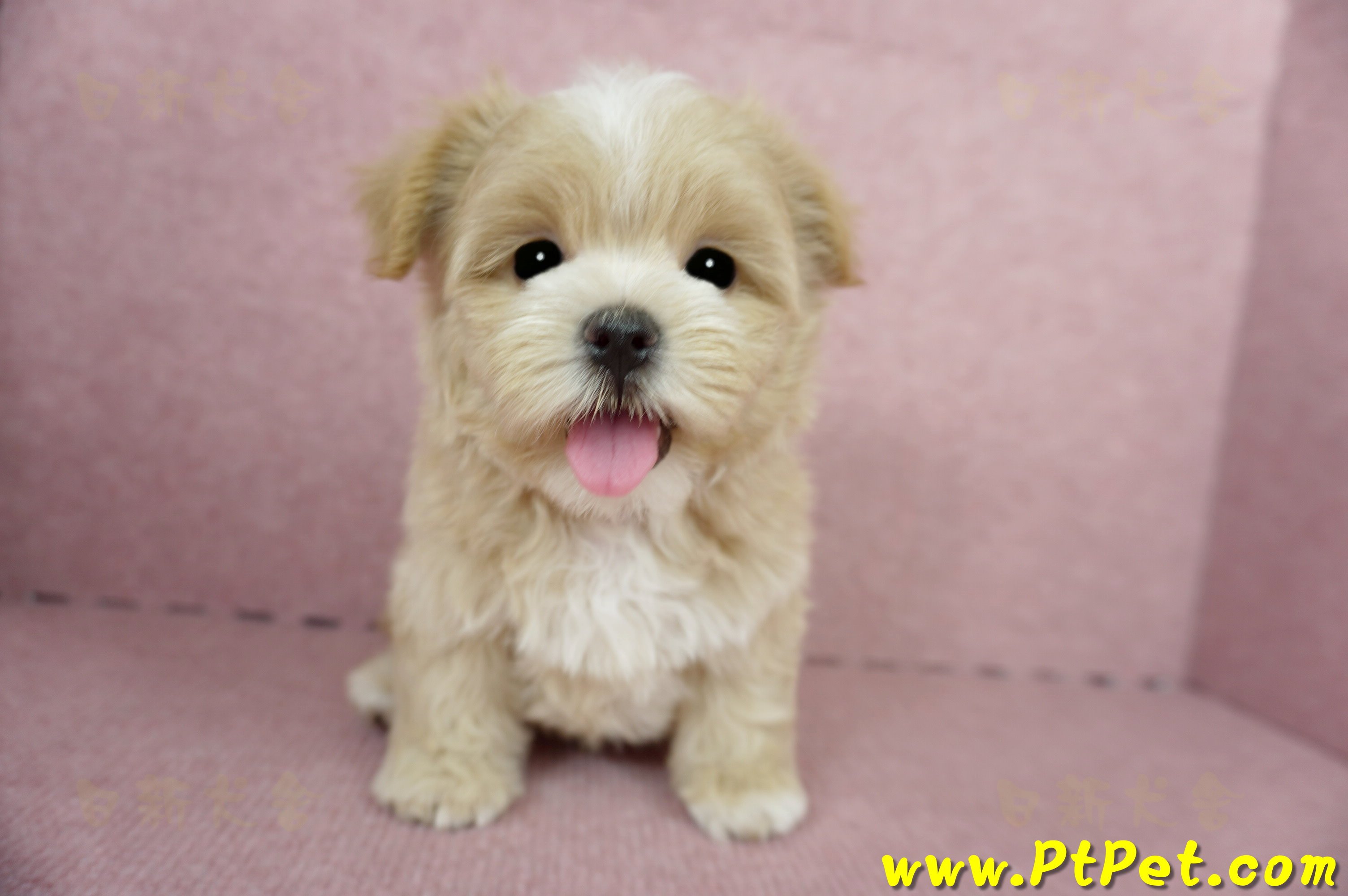 04/11奶油色馬爾泰迪公幼犬1號(桃園市)