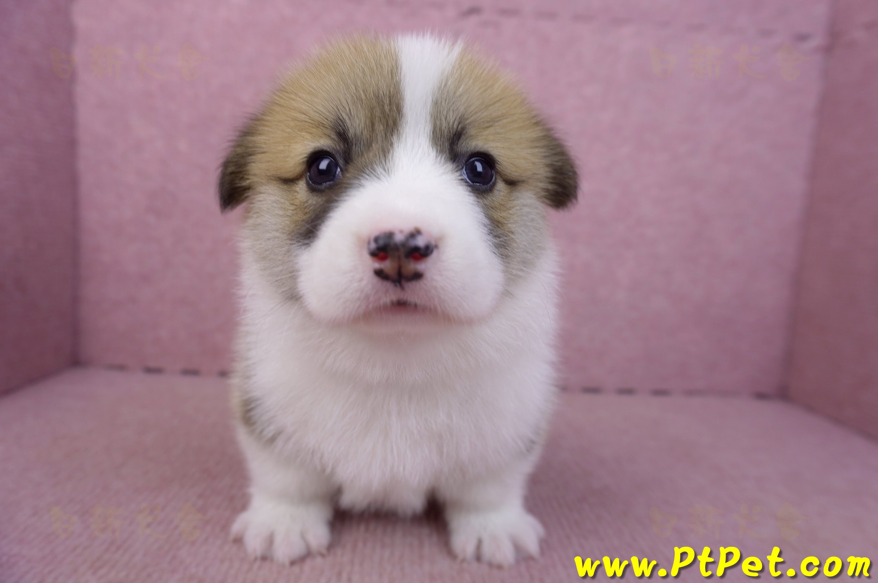 03/14雙色柯基犬母幼犬1號