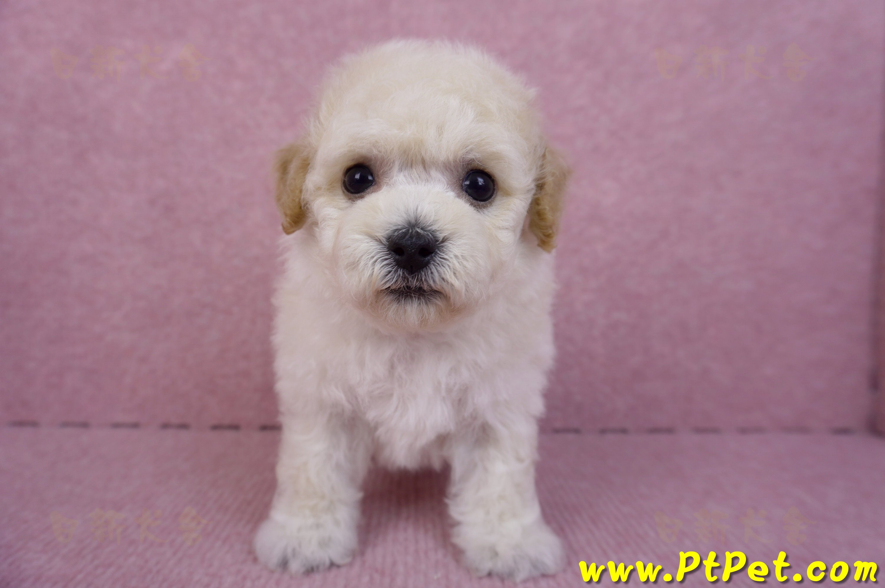 09/23泰迪比熊母幼犬1號(新北樹林)