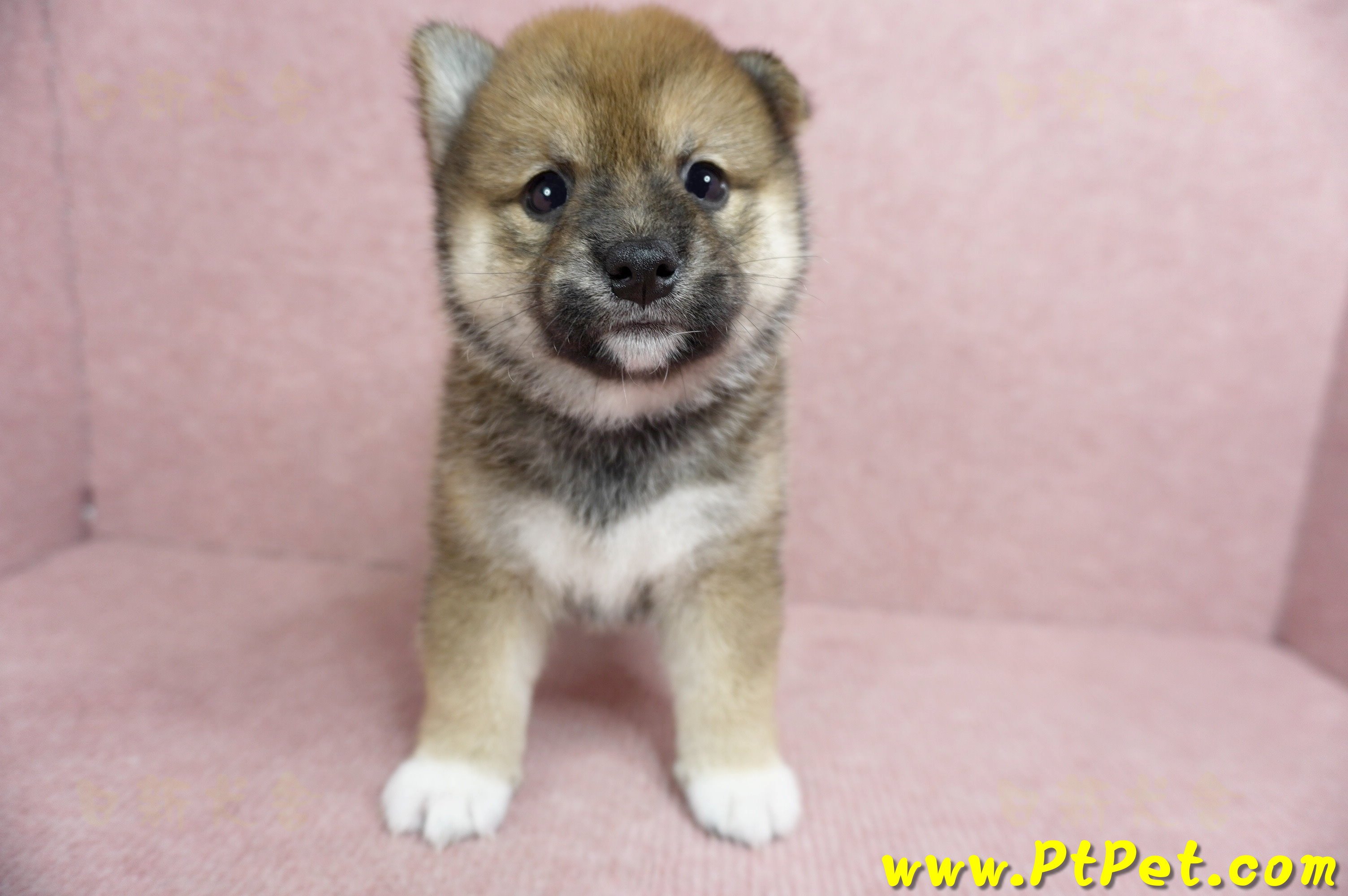 06/09赤色柴犬母幼犬(台北文山)