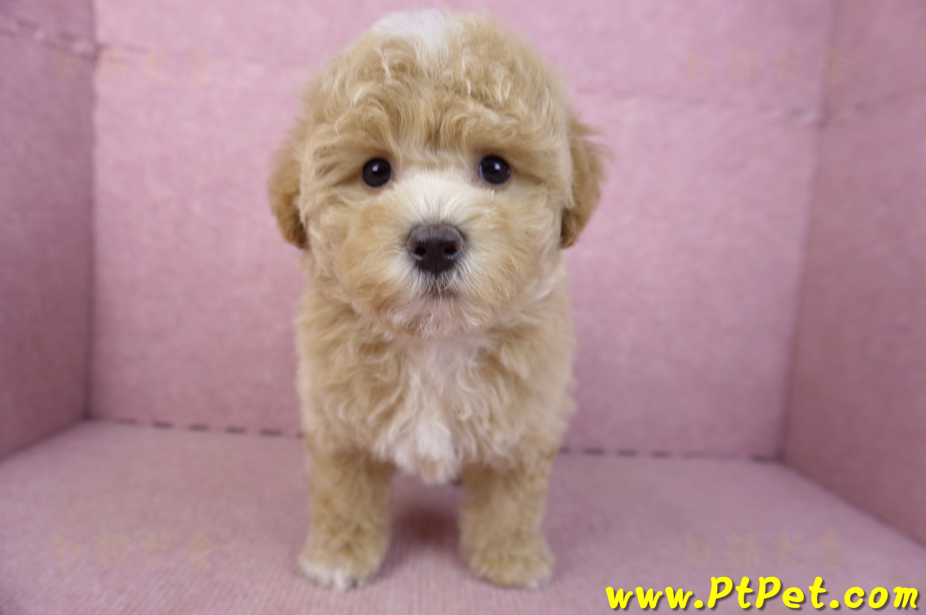 02/18泰迪比熊母幼犬