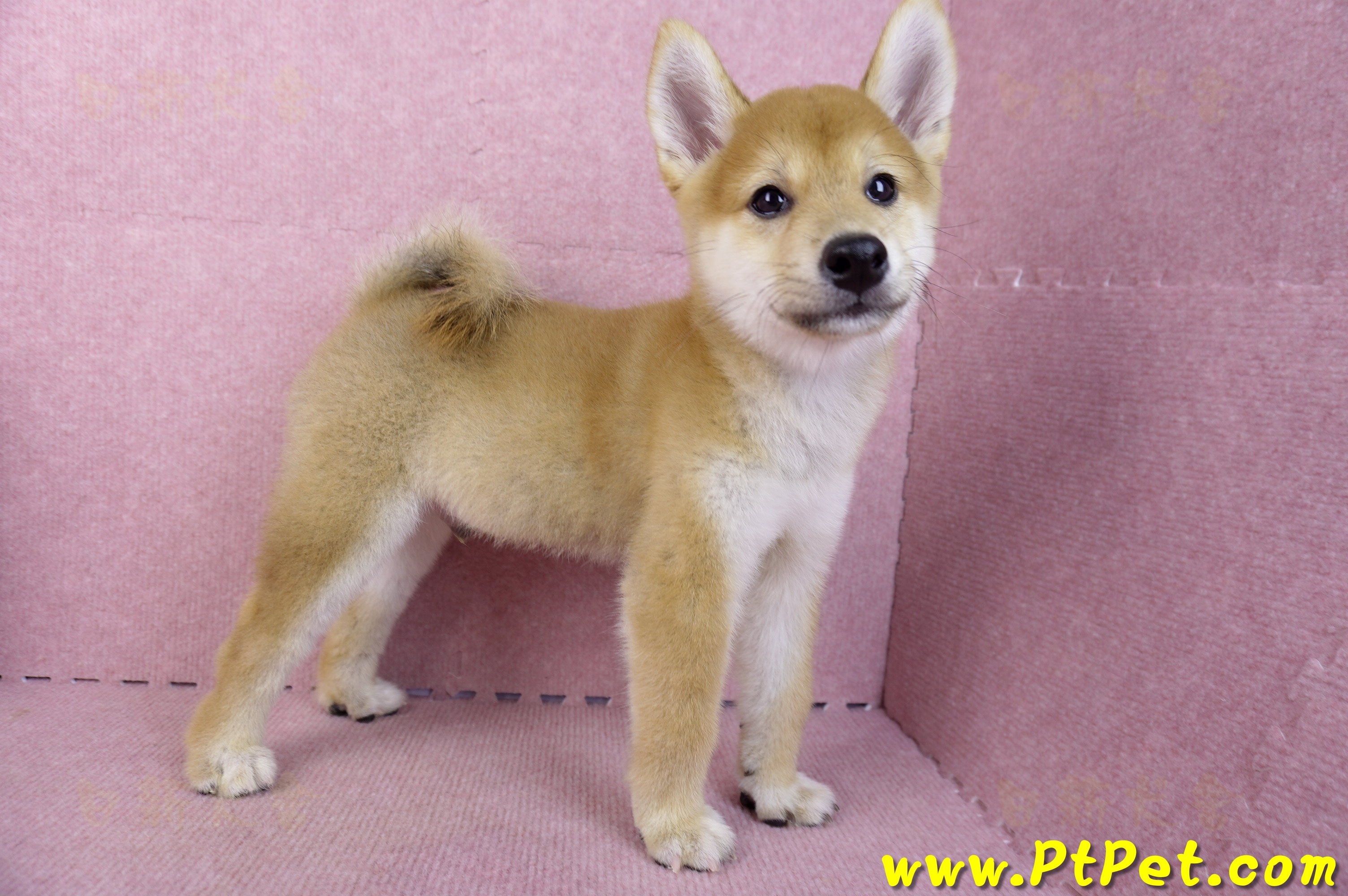 06/09赤色柴犬公幼犬(新北土城)