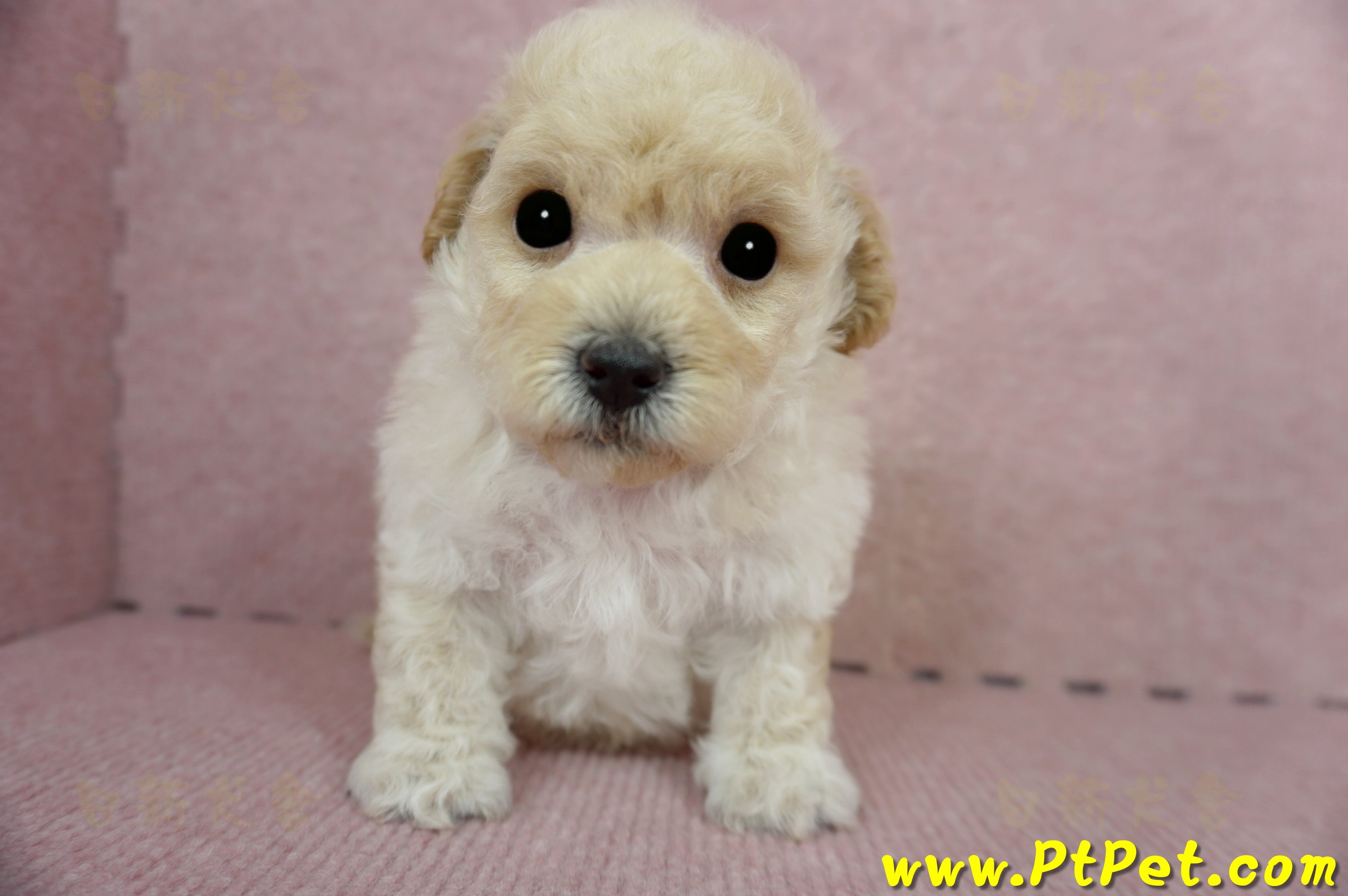 03/12泰迪比熊公幼犬2號(新竹香山)