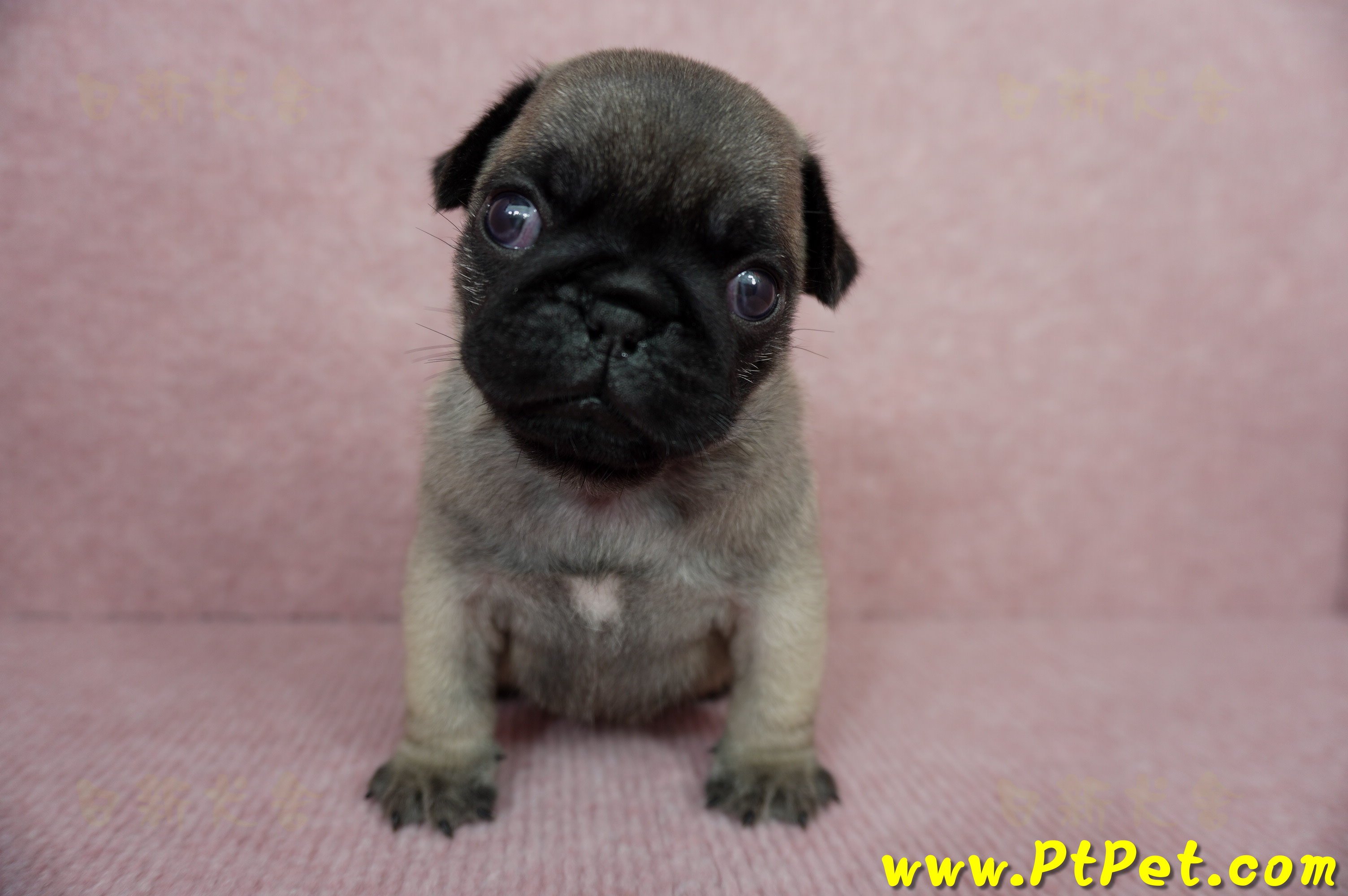 04/02巴哥公幼犬2號(台中外埔)