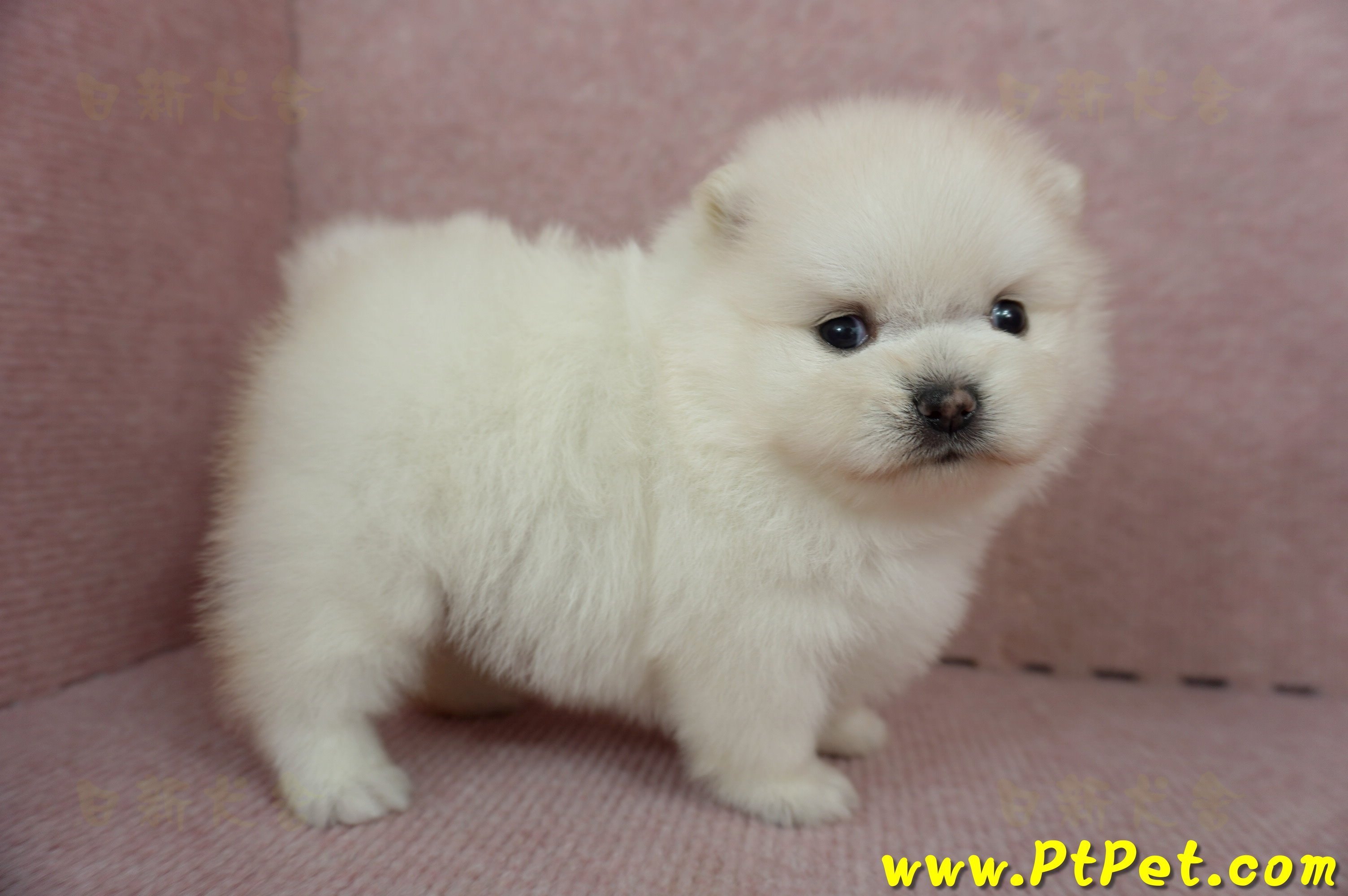 01/20迷你型松鼠白博美母幼犬(高雄鳳山)