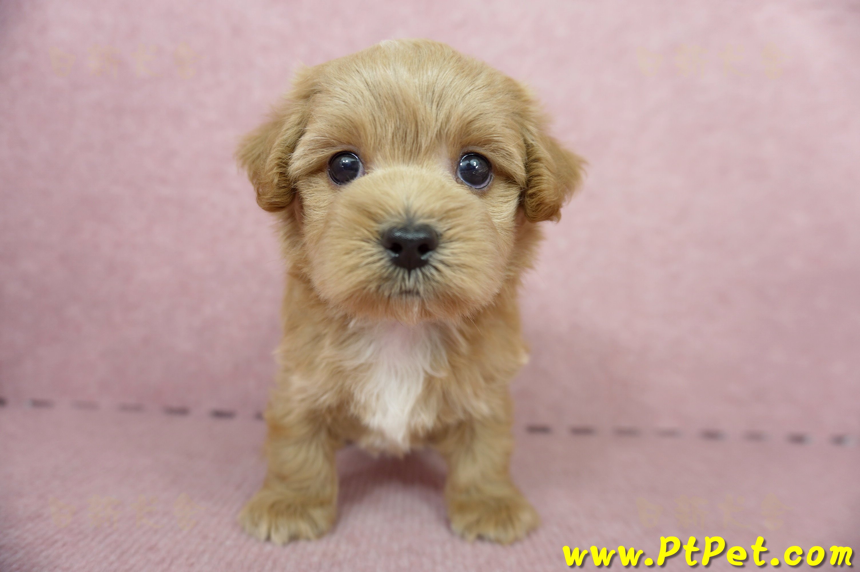 05/05奶油色馬爾泰迪公幼犬4號(屏東市)