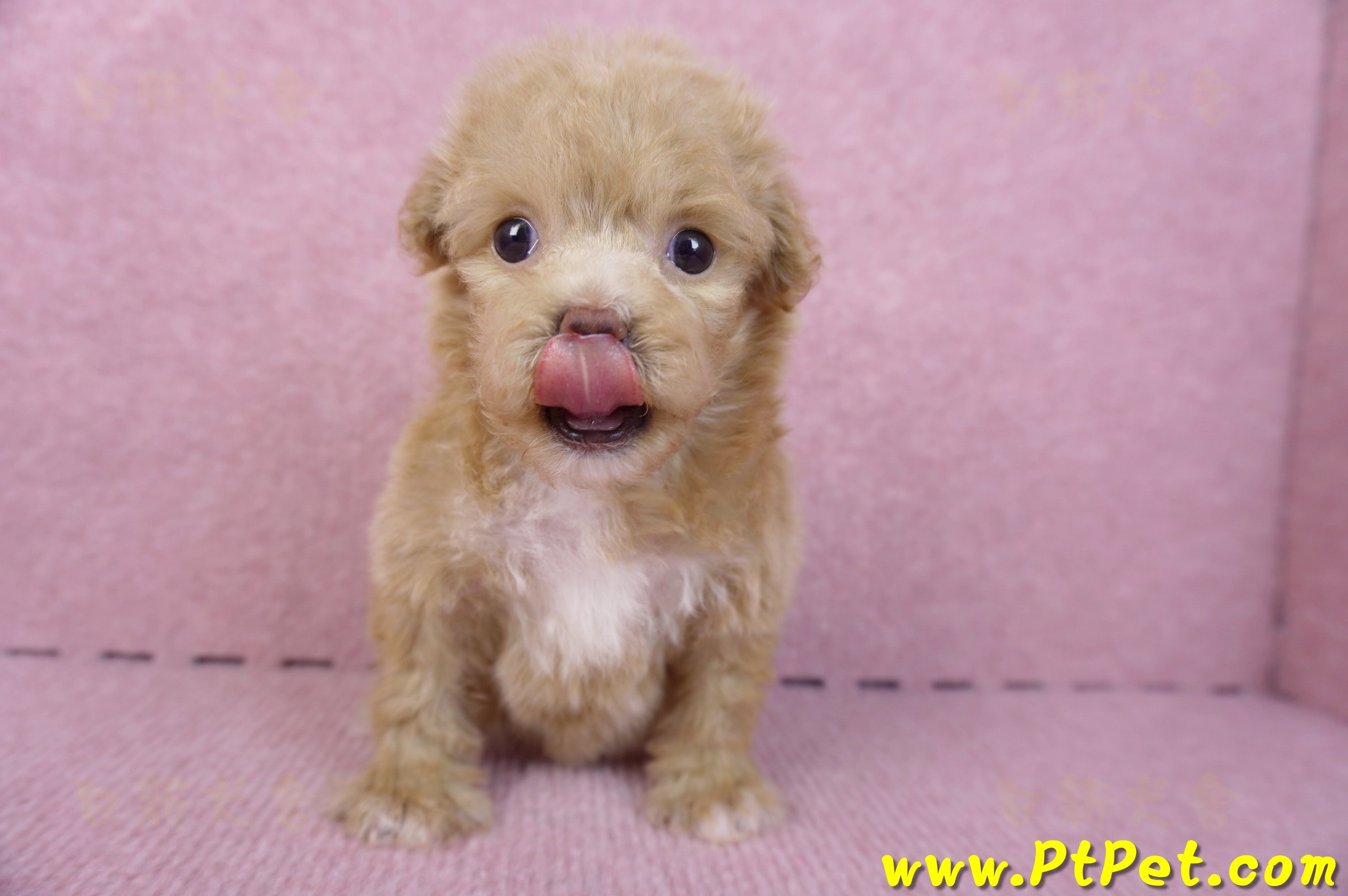 10/13泰迪比熊母幼犬(高雄小港)