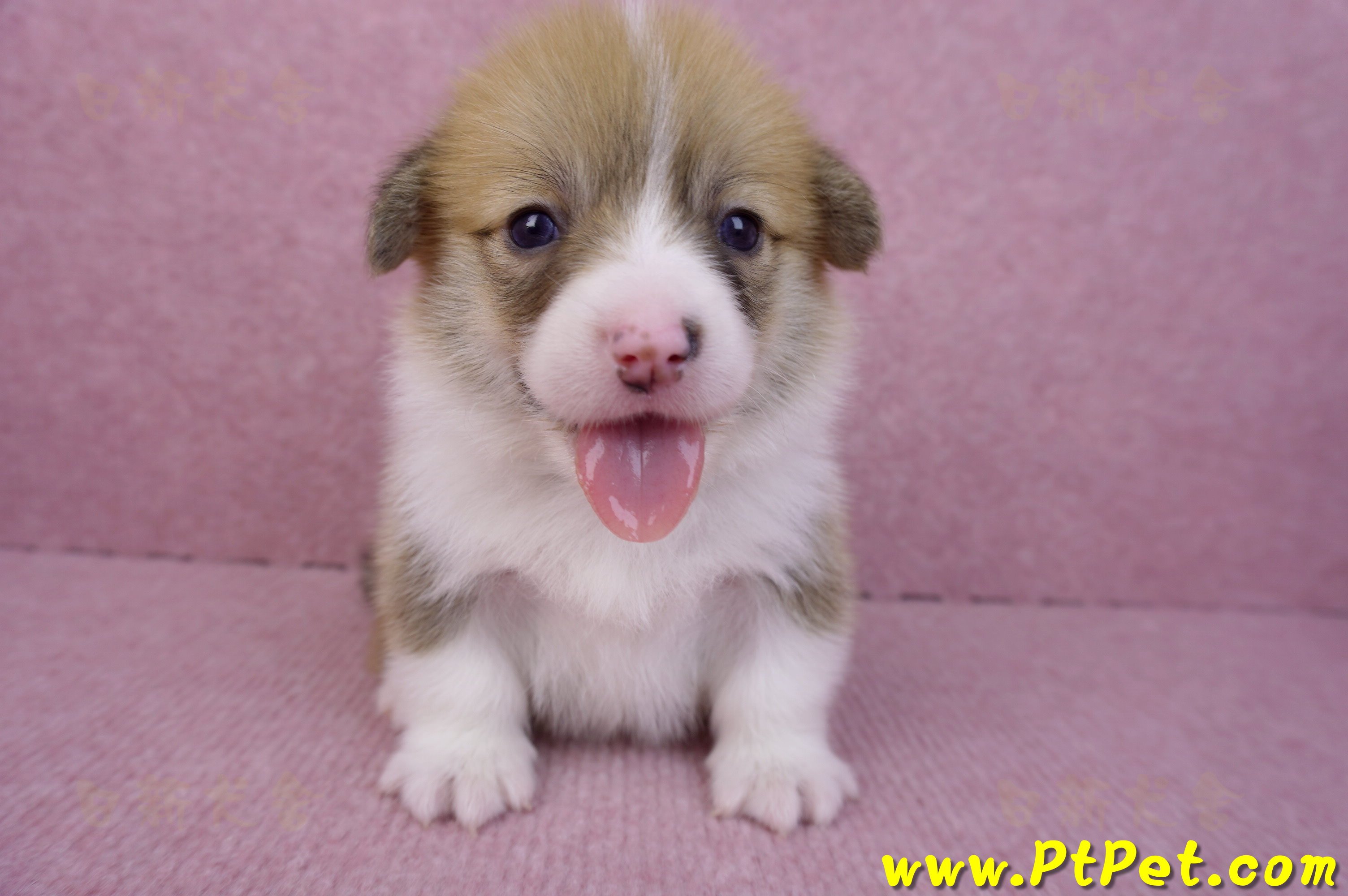 08/03雙色柯基犬公幼犬4號(屏東南州)