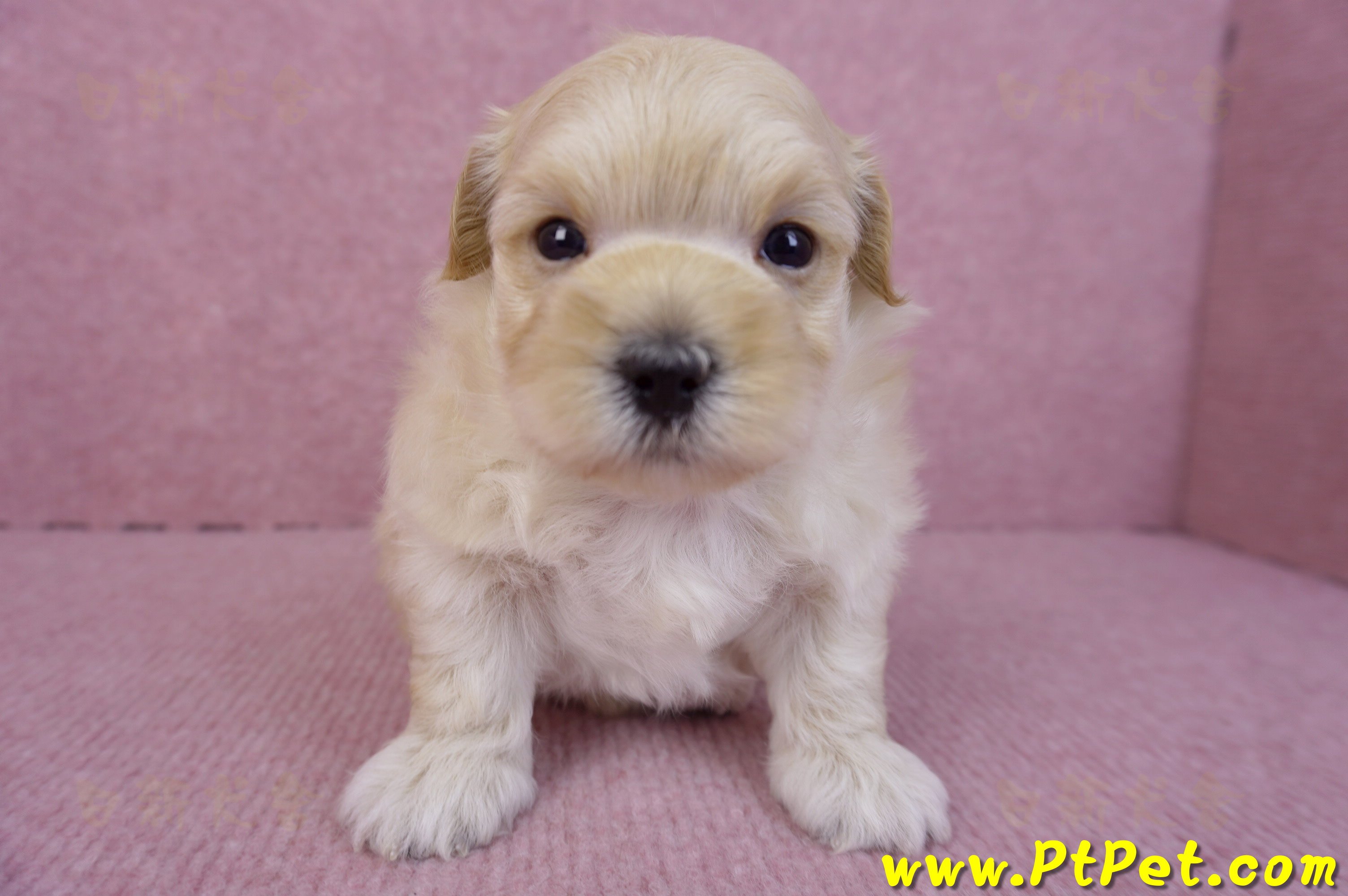 11/23馬爾泰迪公幼犬2號(高雄左營)