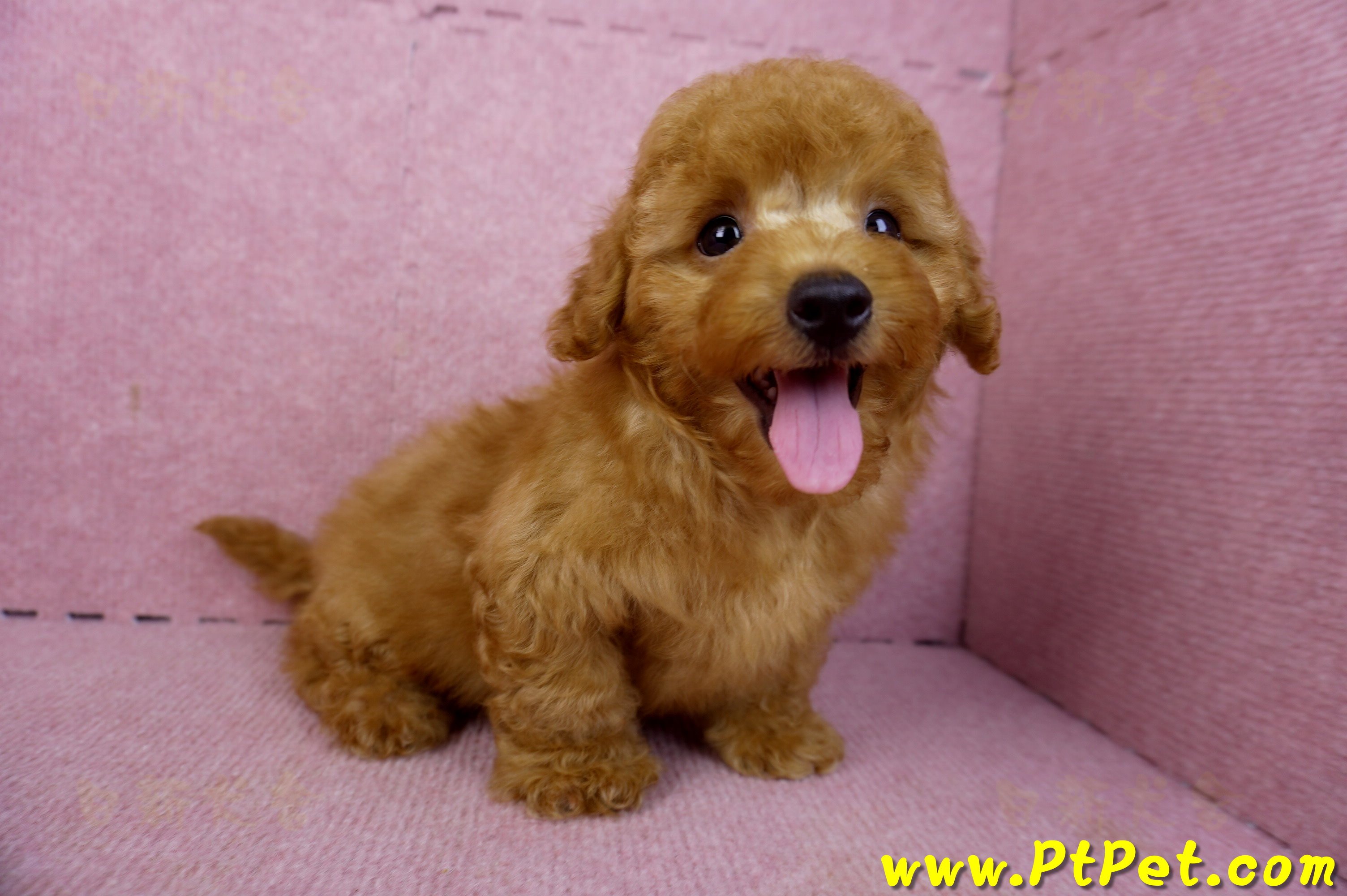 01/26紅貴賓公幼犬