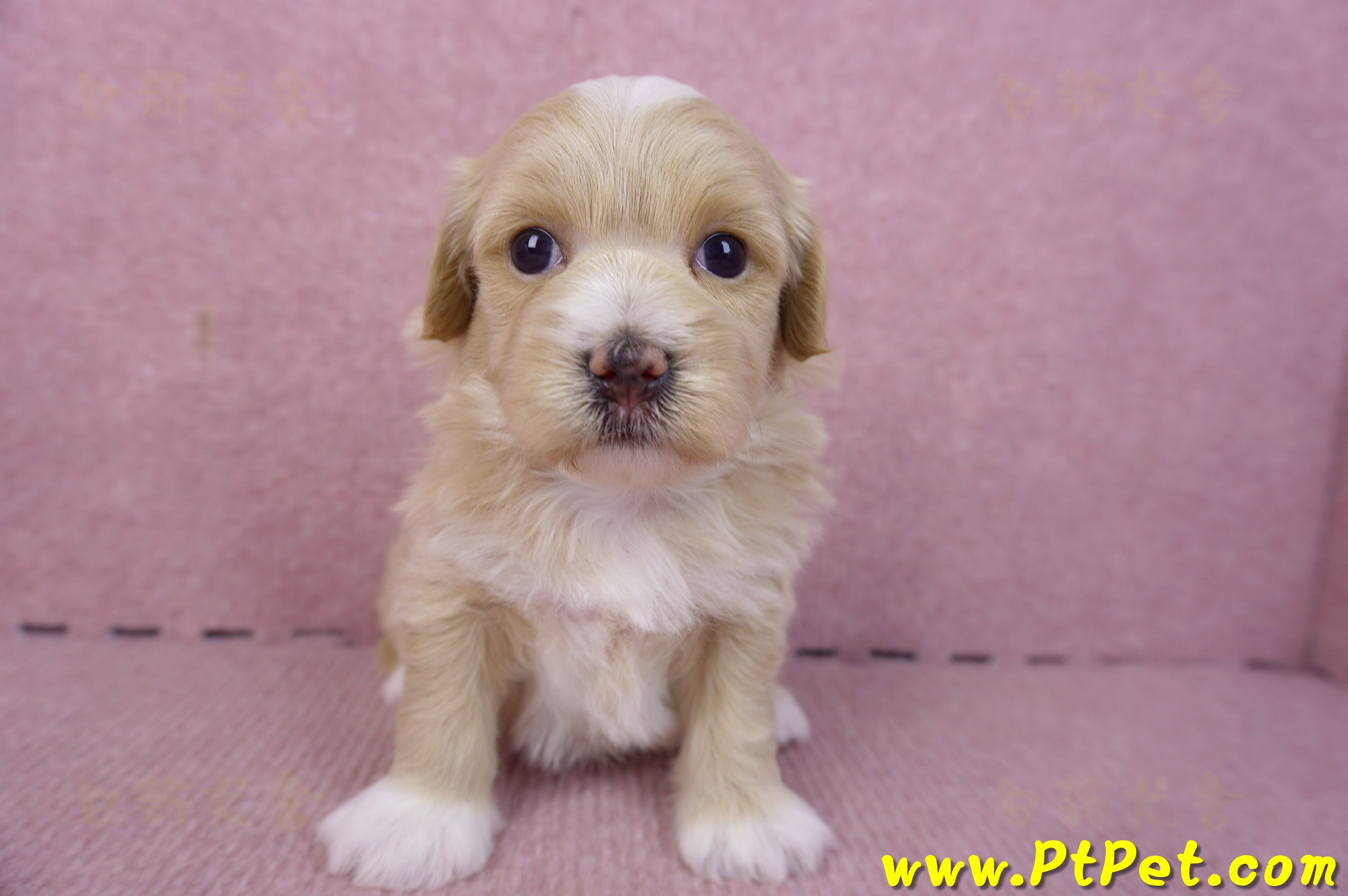 01/30馬爾泰迪公幼犬2號