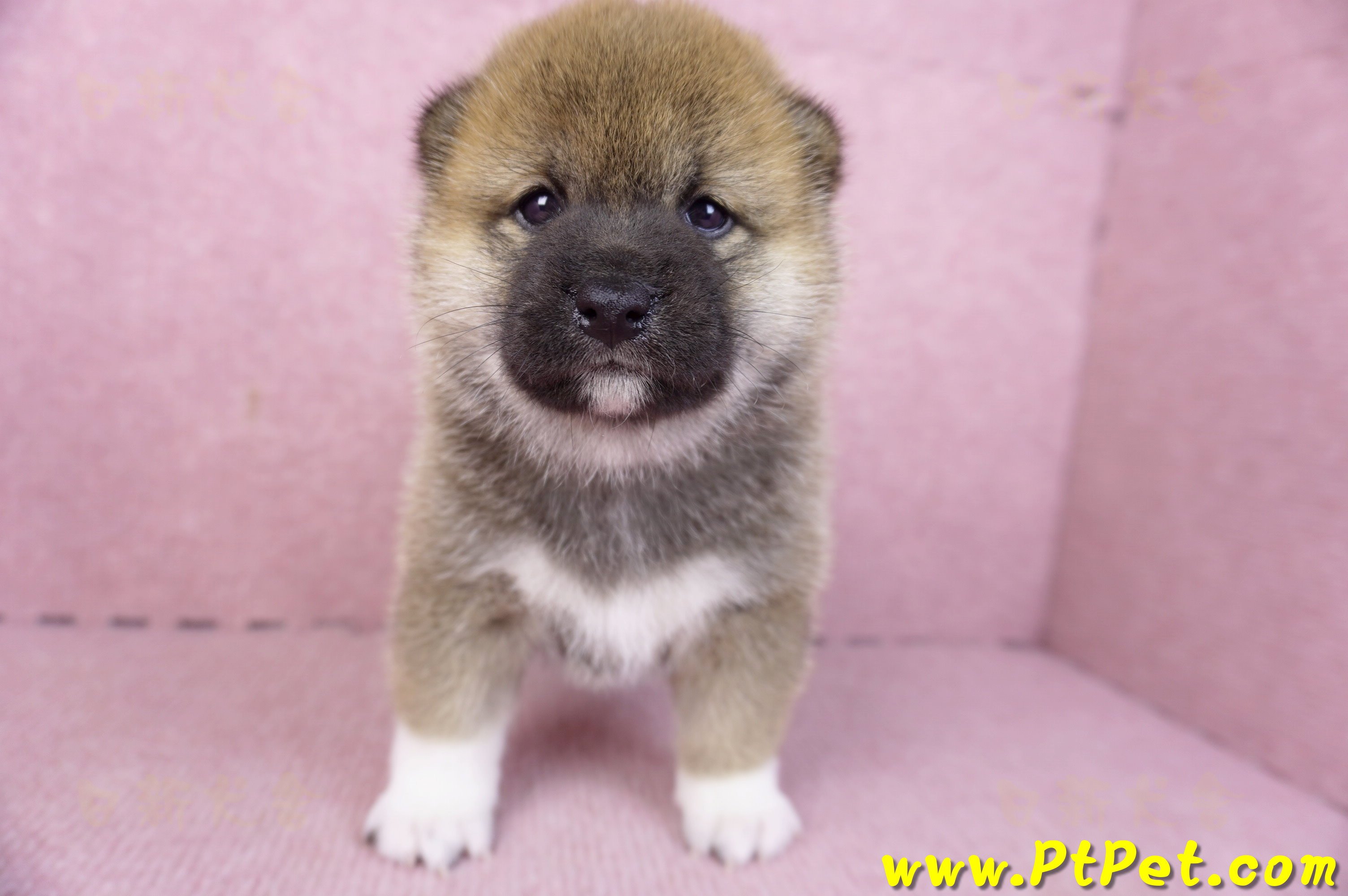 01/11赤色柴犬母幼犬2號