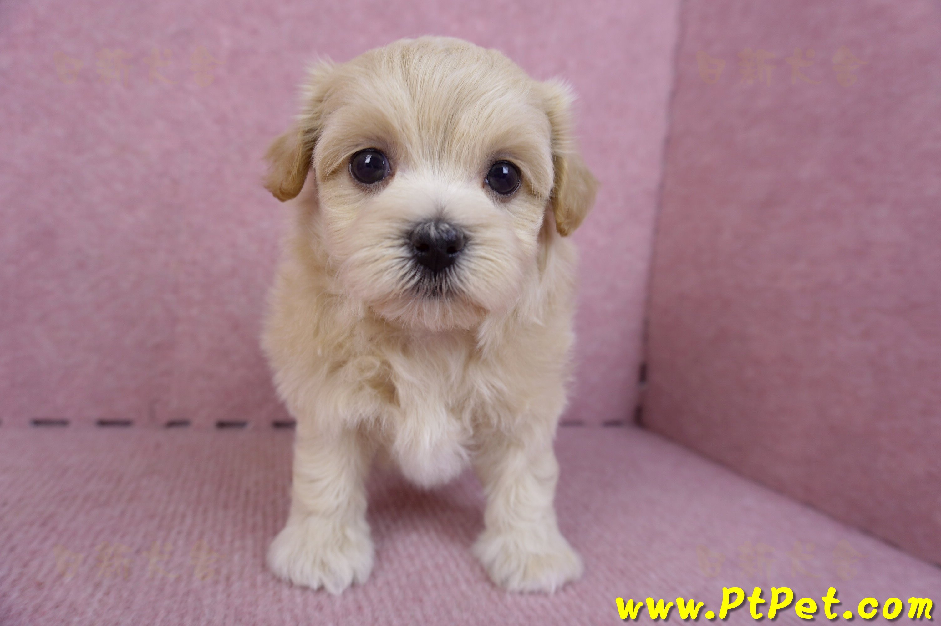 11/06馬爾泰迪母幼犬(屏東竹田)