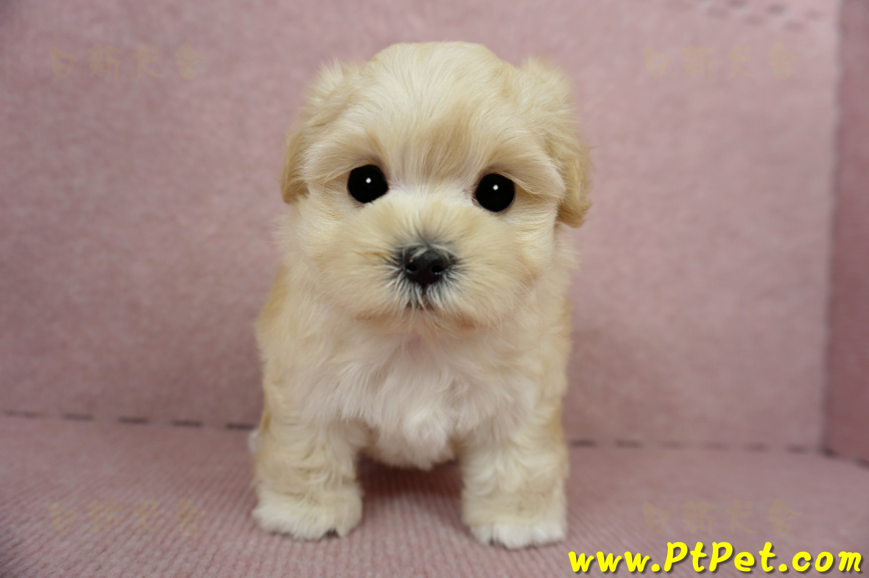 03/21奶油色馬爾泰迪母幼犬(基隆市)