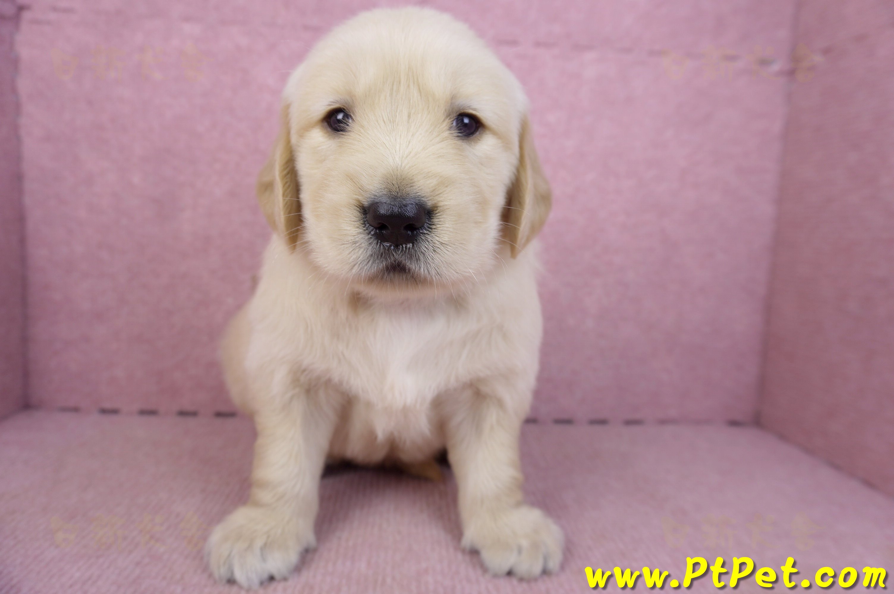 03/12黃金獵犬公幼犬1號(新北三重)