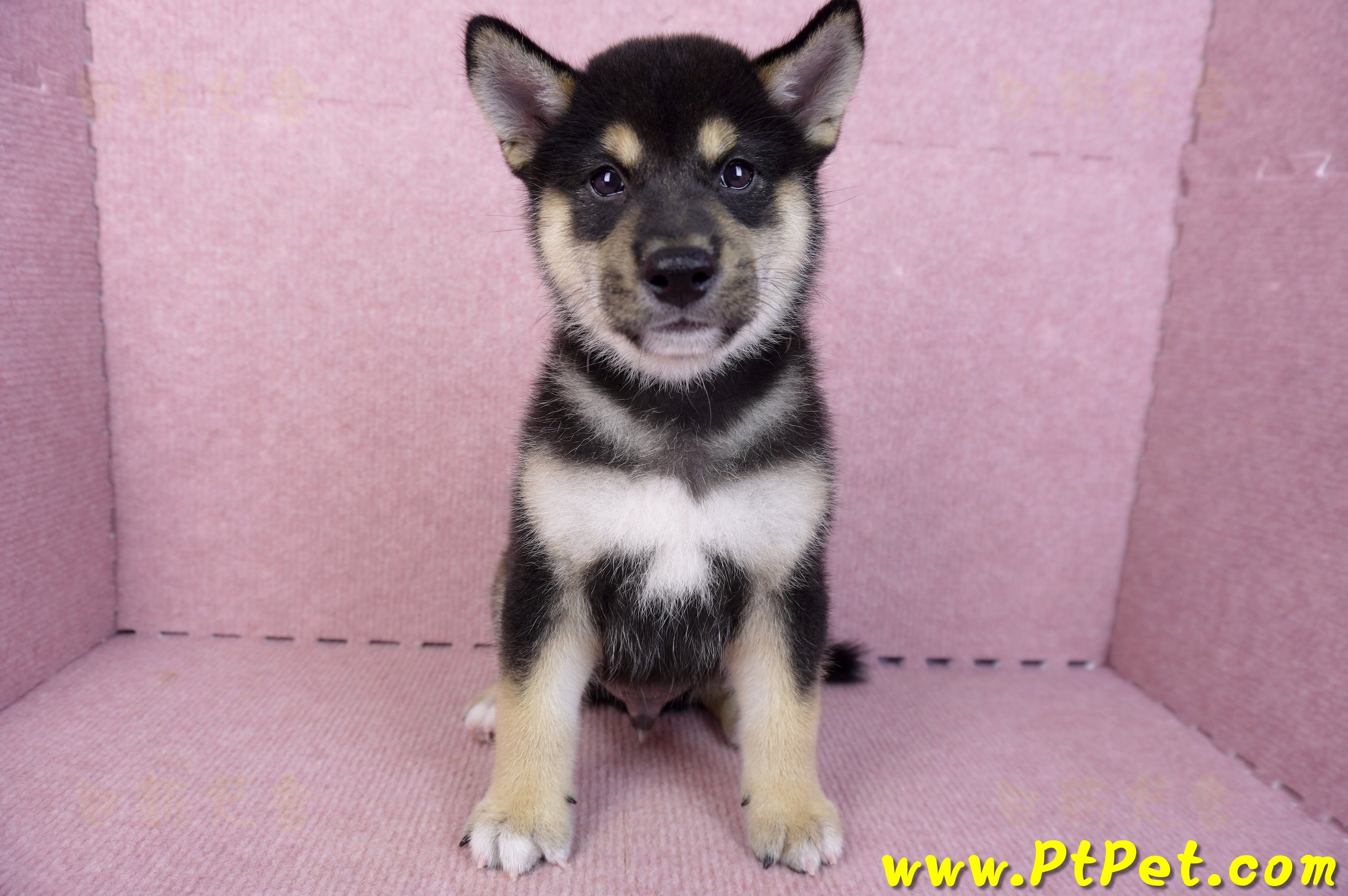 07/05黑色柴犬公幼犬(新北新莊)