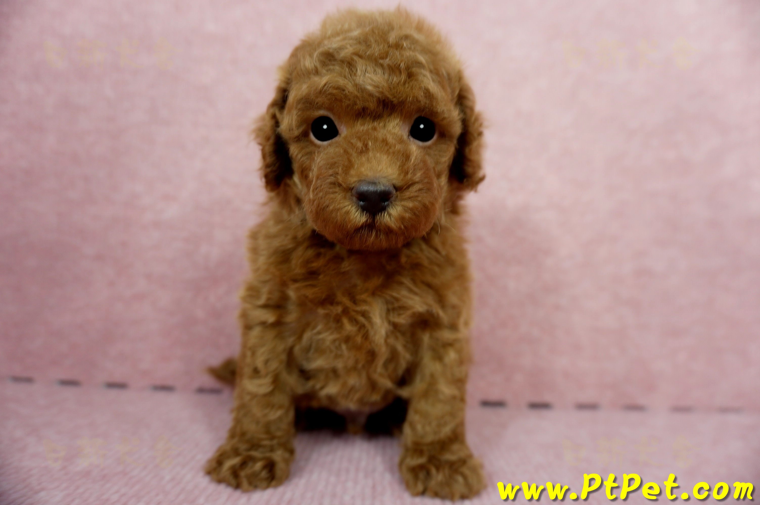 04/15玩具型紅貴賓公幼犬1號(屏東竹田)