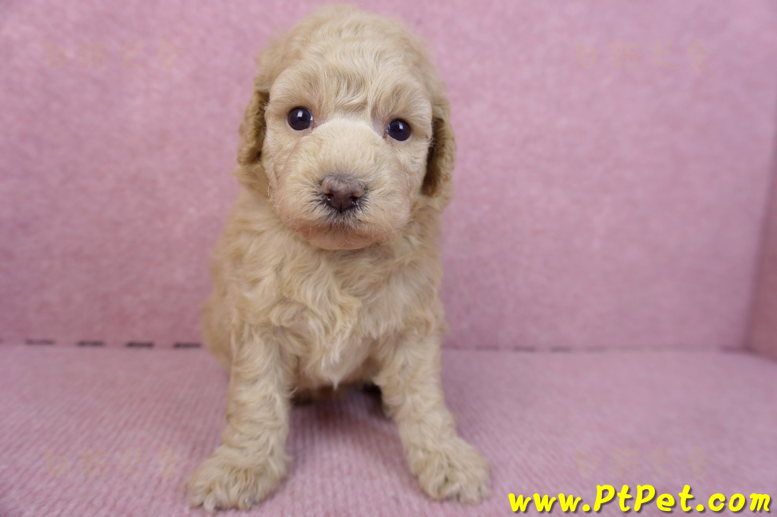 12/06玩具型奶油貴賓母幼犬2號