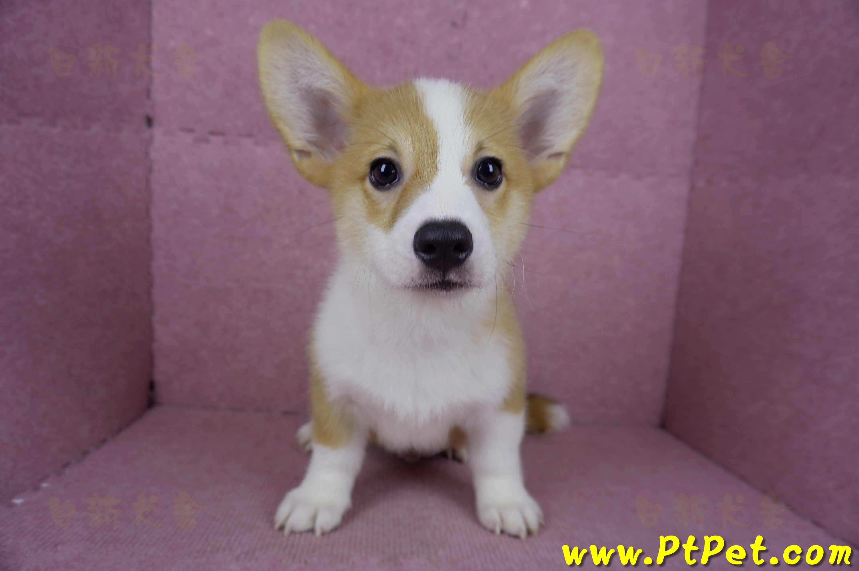 04/13雙色柯基犬公幼犬(台北士林)