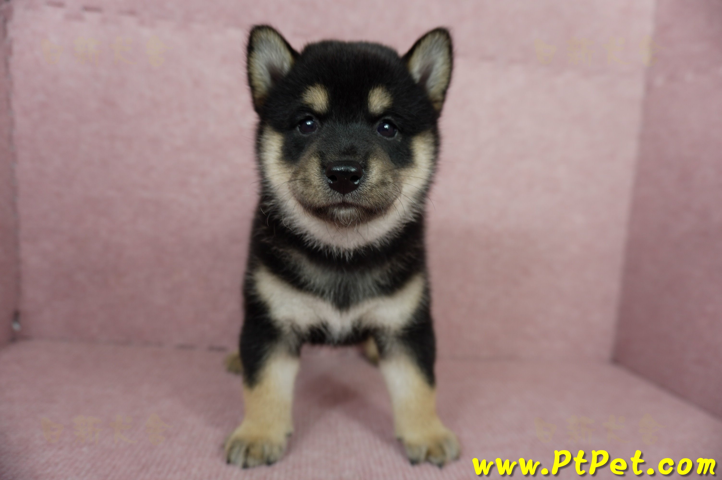 06/04黑色柴犬公幼犬(屏東市)