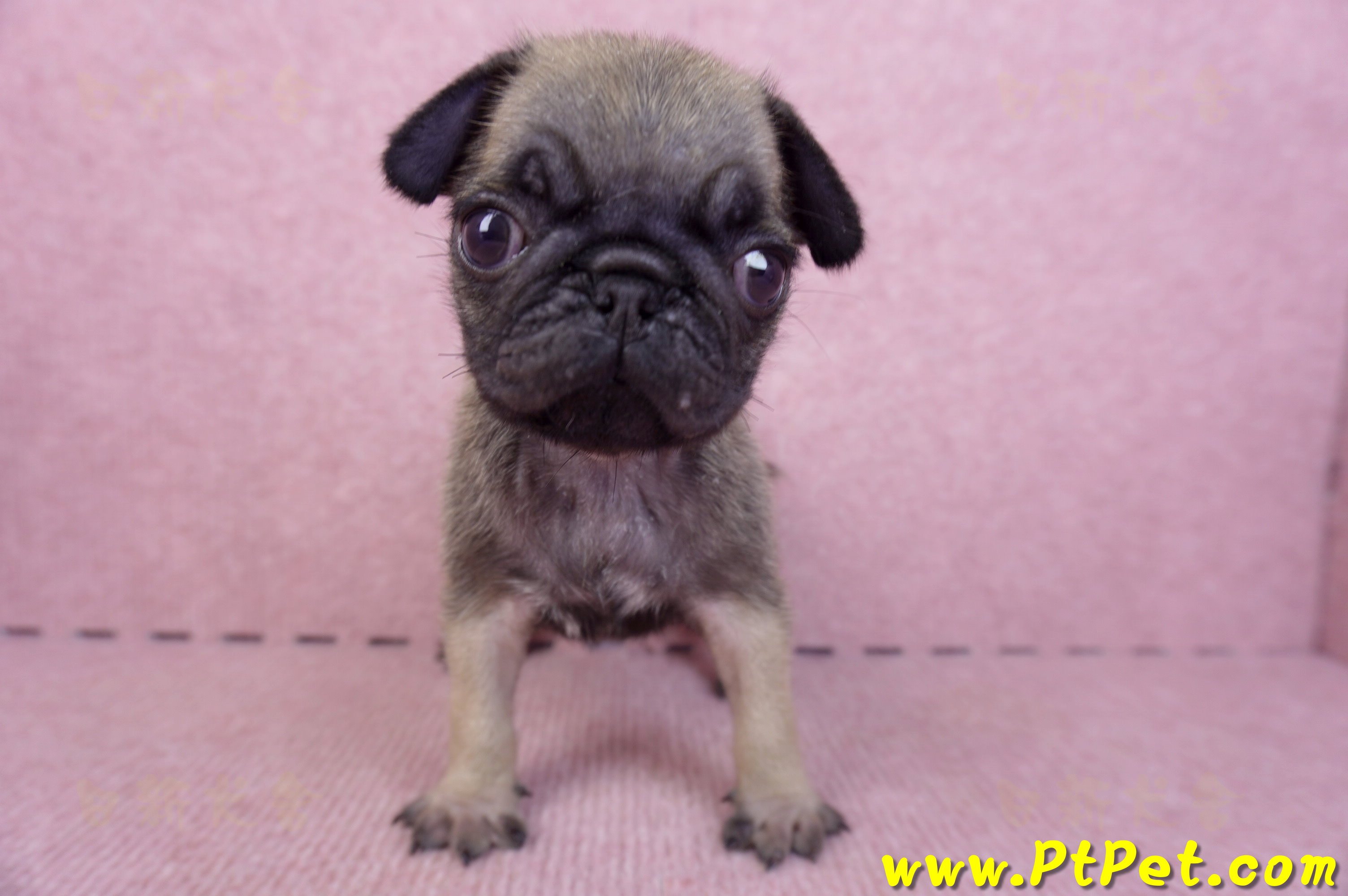 09/08巴哥母幼犬2號(屏東新園)